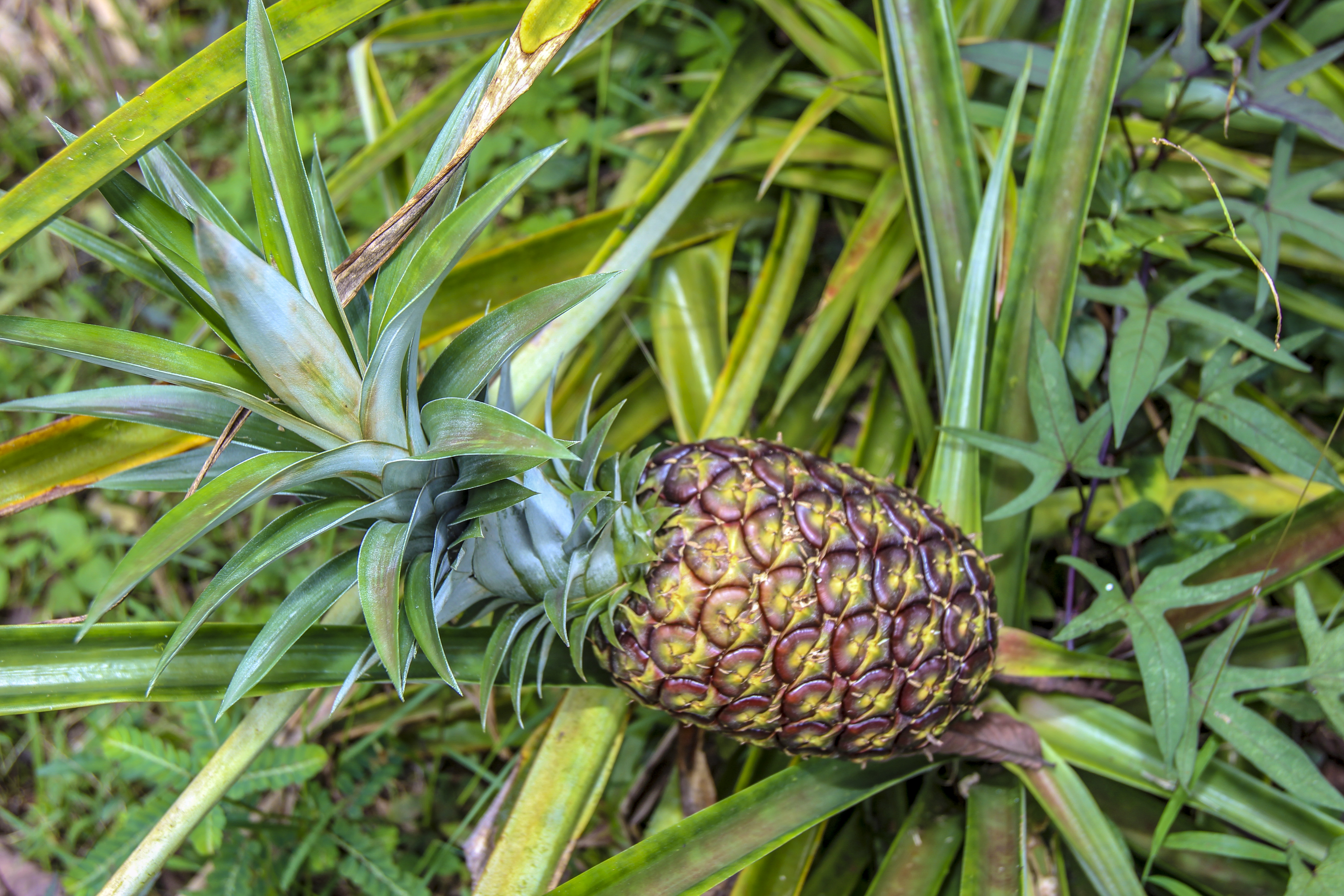  16-1517 Poouli Rd, Kurtistown, HI, 96760 - 物件實景