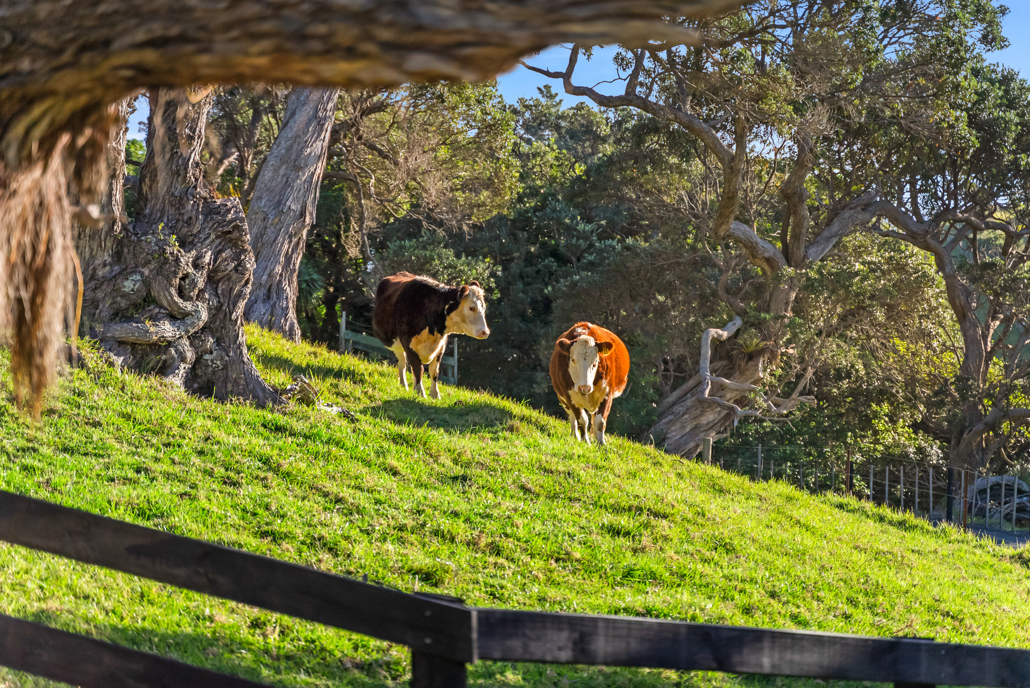  39A Landowners Lane, Tutukaka, Whangarei District - 物件實景