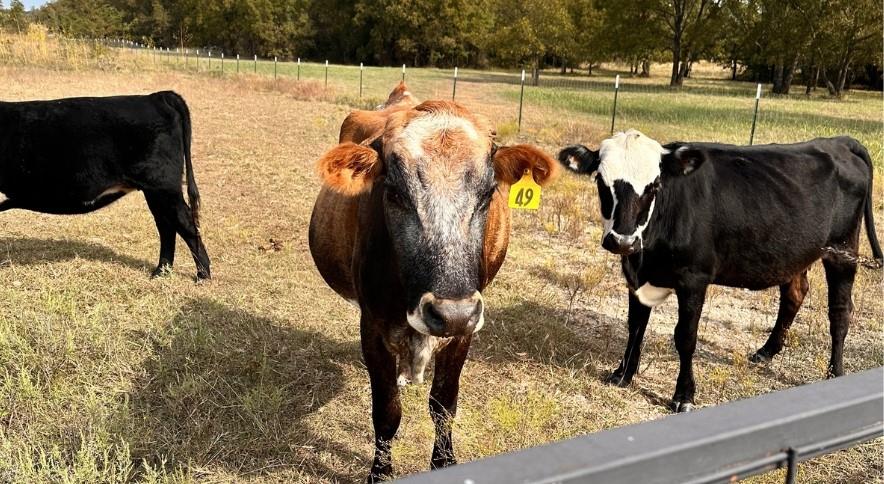 Chico, Texas, 76431, United States, ,Land,For Sale,1991967