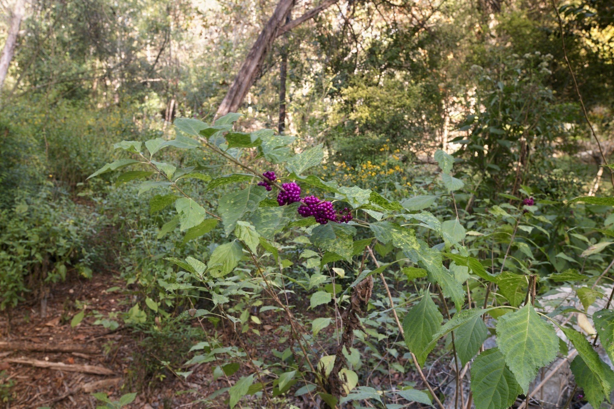  Private acreage in The Estates of Barton Creek - 物件實景