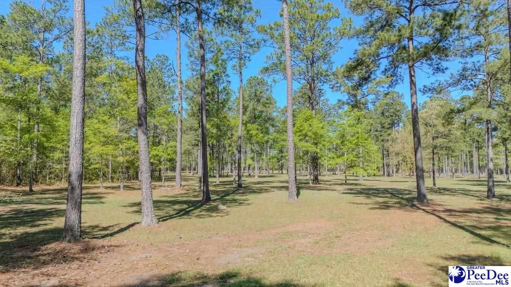 1315 Hill Harrell Road, Effingham, South Carolina, 29541-3179, United States, ,Land,For Sale,1315 Hill Harrell Road,1501598