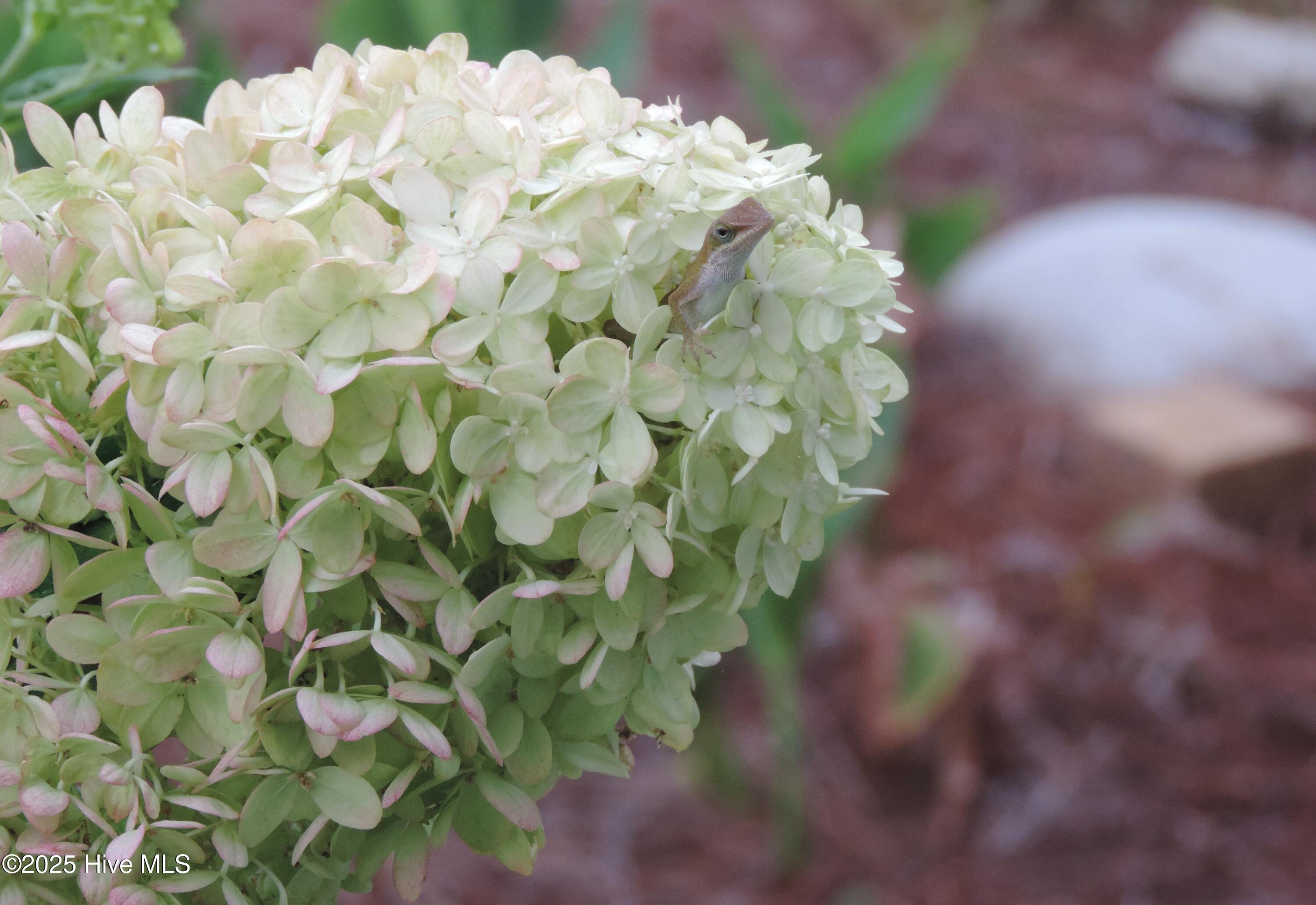 Leland, North Carolina, 28451, United States, 3 Bedrooms Bedrooms, ,3 BathroomsBathrooms,Residential,For Sale,1962927