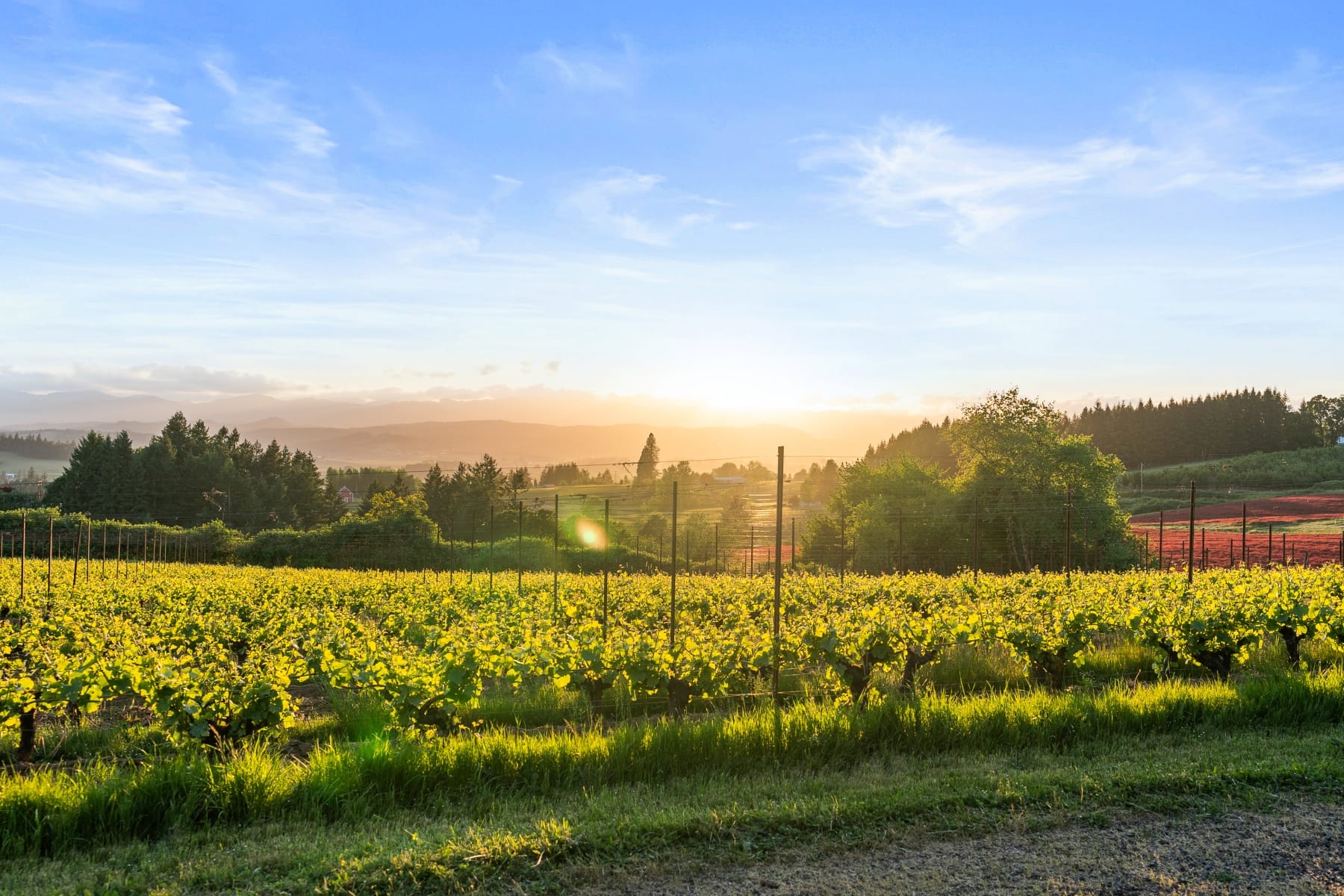  8810 NE BLACKBURN RD Yamhill, OR 97148 - 物件實景