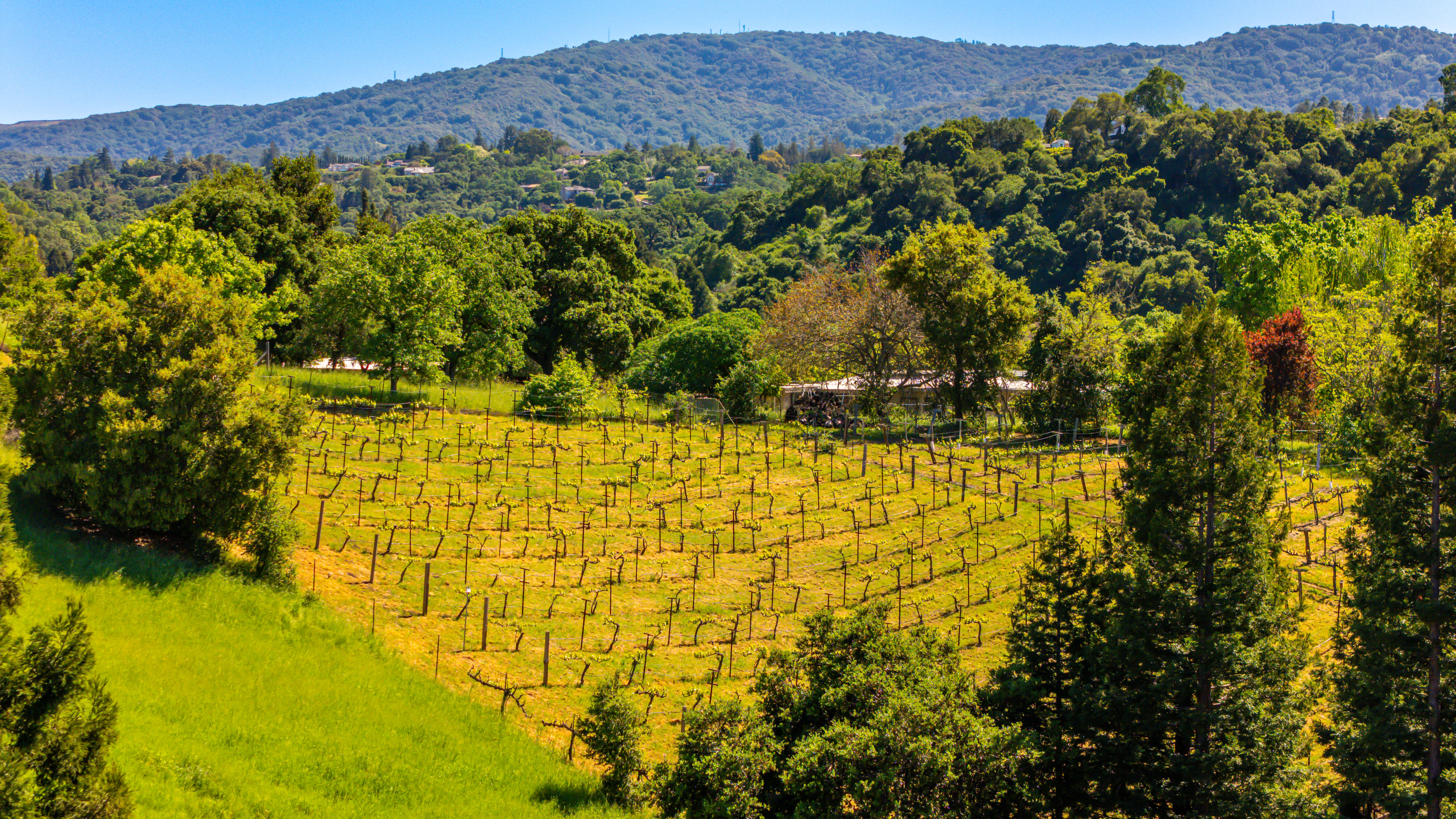  Elegant Vineyard Estate with Resort-Like Grounds - 物件實景