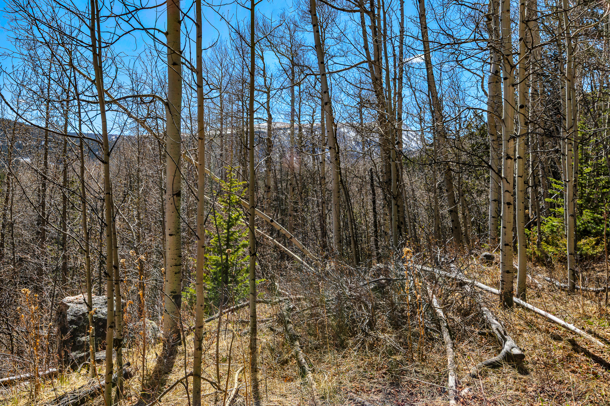 270 Co Rd 667, Alma, CO, 80440 - 物件實景