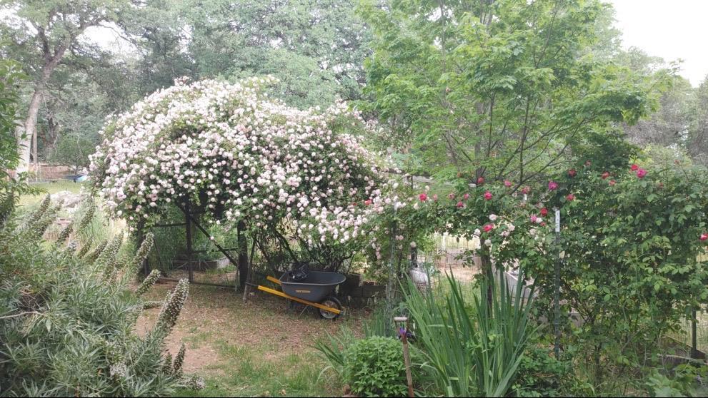 11709 Rough And Ready Road, Rough and Ready, California, 95975, United States, 2 Bedrooms Bedrooms, ,2 BathroomsBathrooms,Residential,For Sale,11709 Rough And Ready Road,1622564