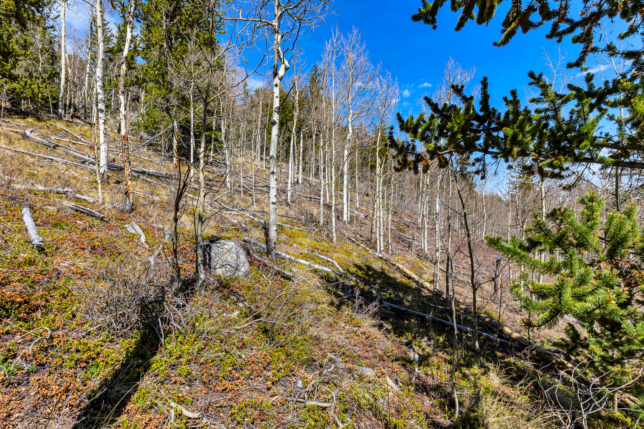  270 Co Rd 667, Alma, CO, 80440 - 物件實景