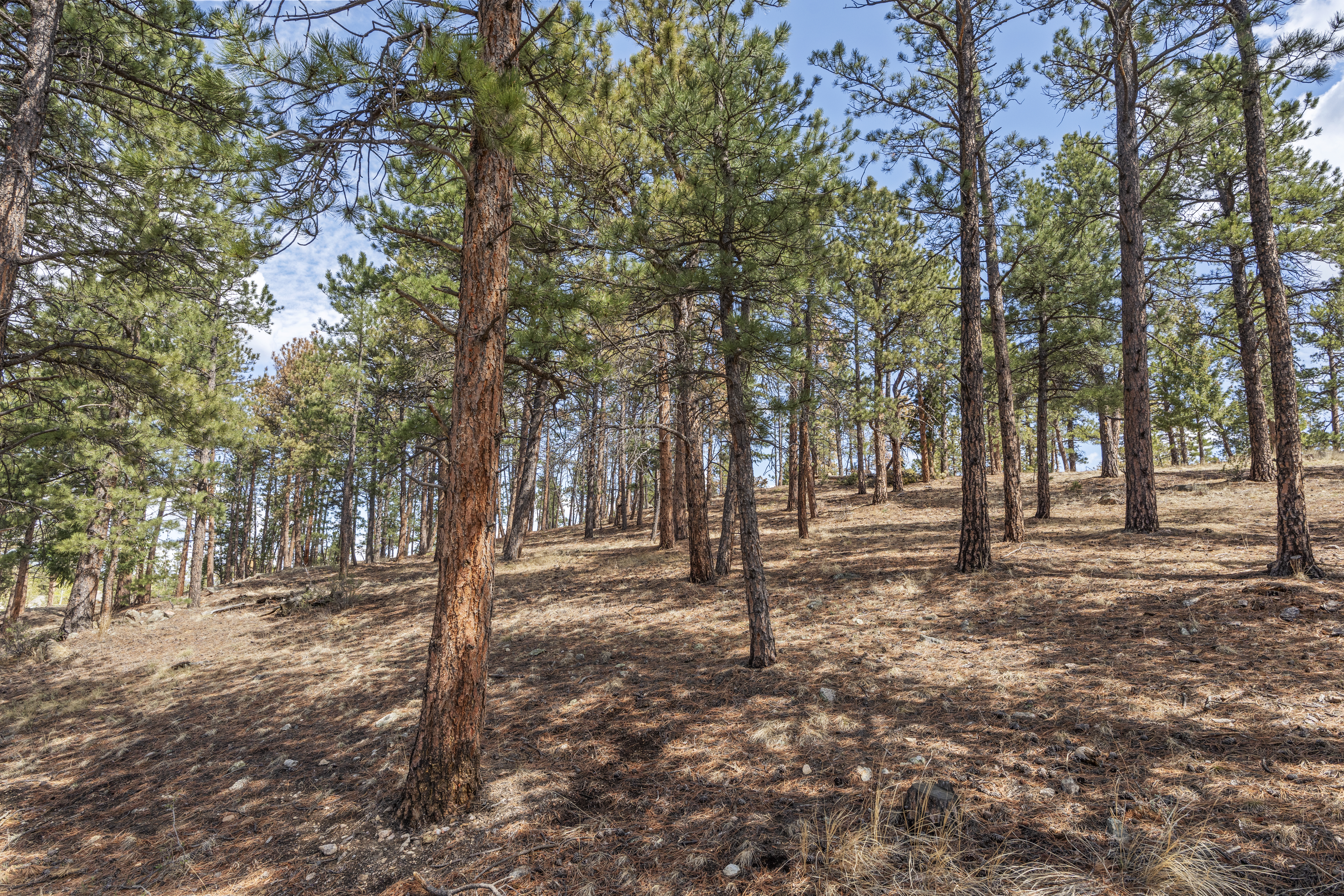  Set on 10+ private acres in the sought-after Ruby Ranch enclave - 物件實景