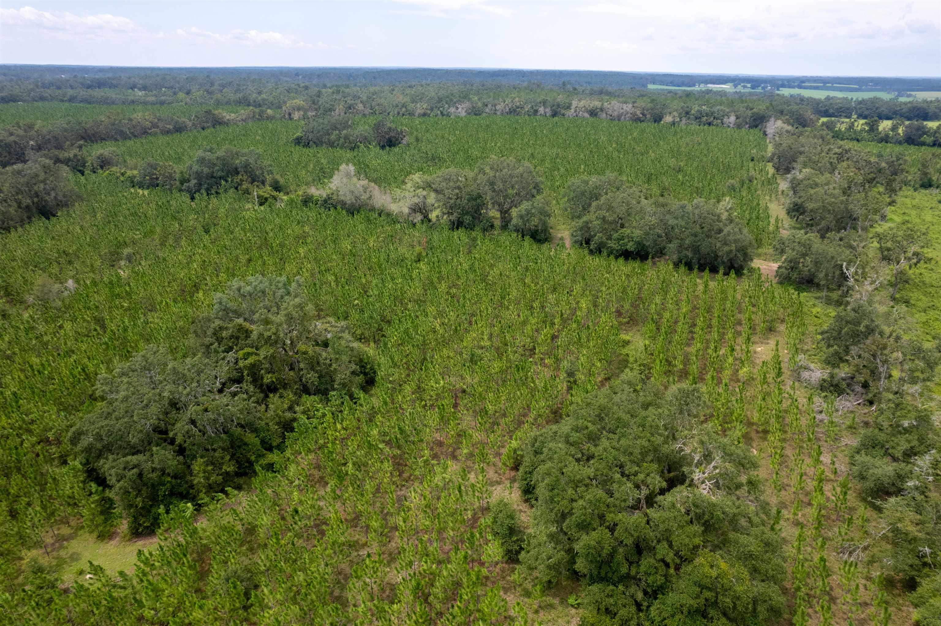 xxx Ne Geranium Street, Madison, Florida, 32340, United States, ,Land,For Sale,xxx Ne Geranium Street,1671968