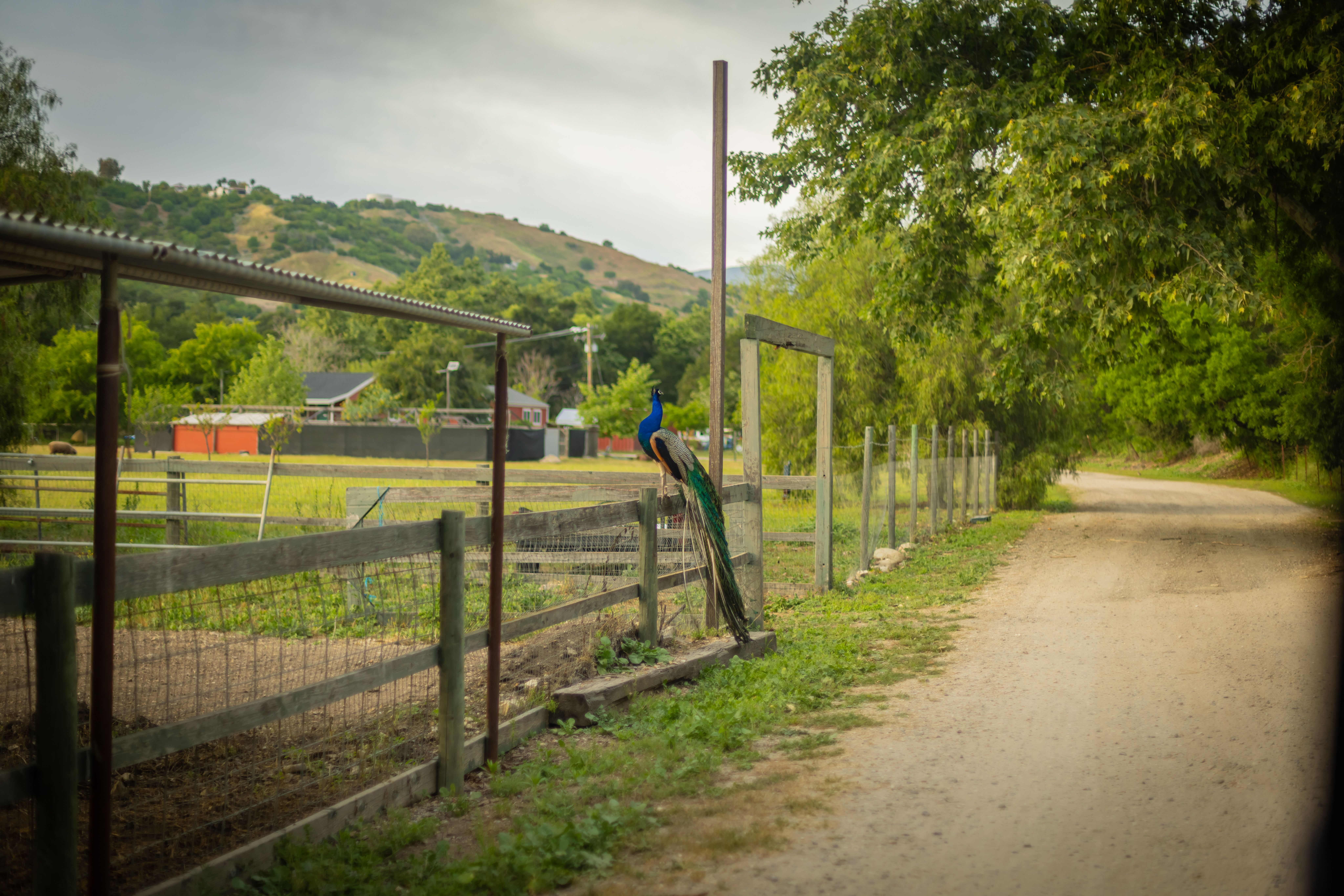  1345 Fraser Lane, Ojai, CA 93023 - 物件實景