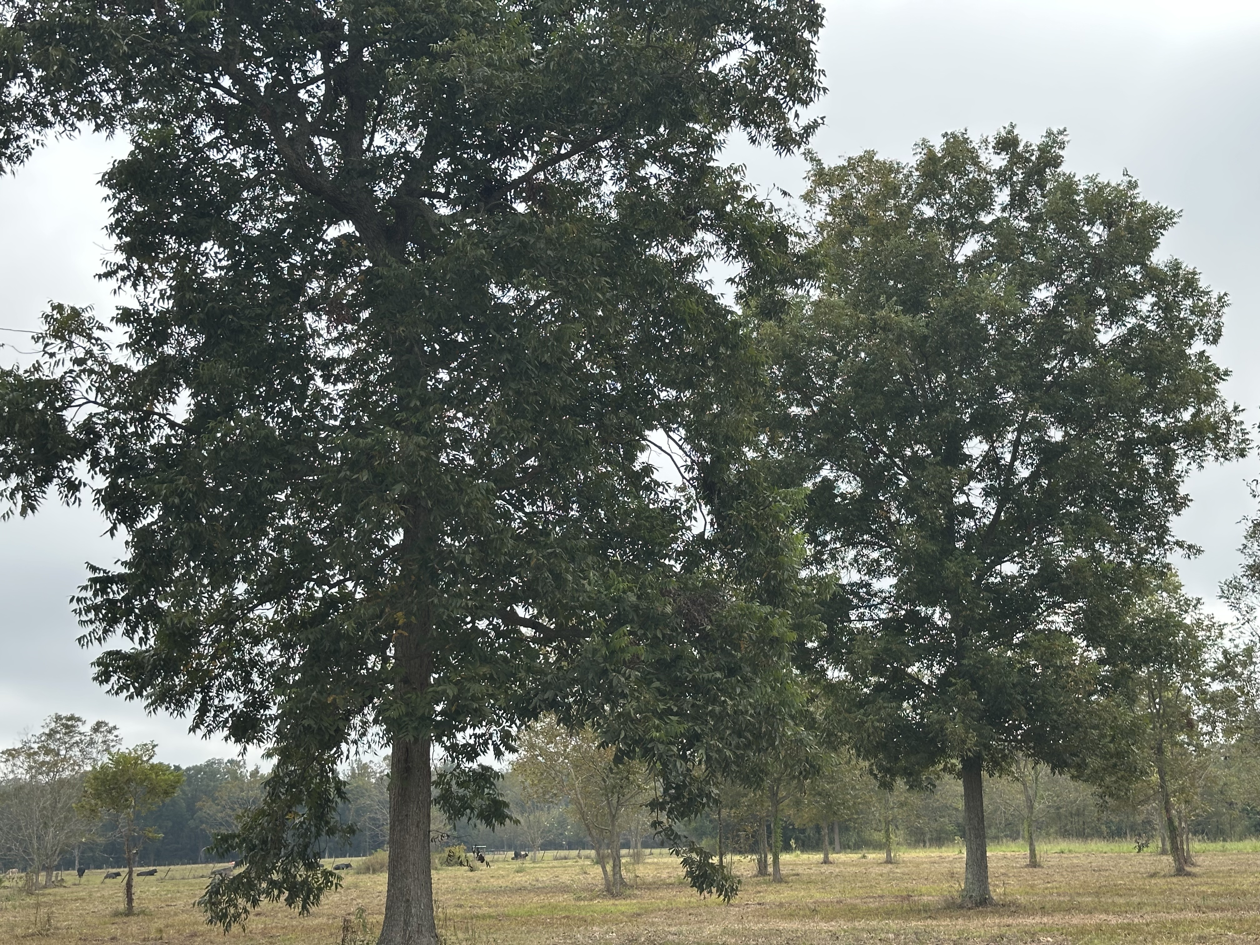 Livonia, Louisiana, 70755, United States, ,Land,For Sale,1986253