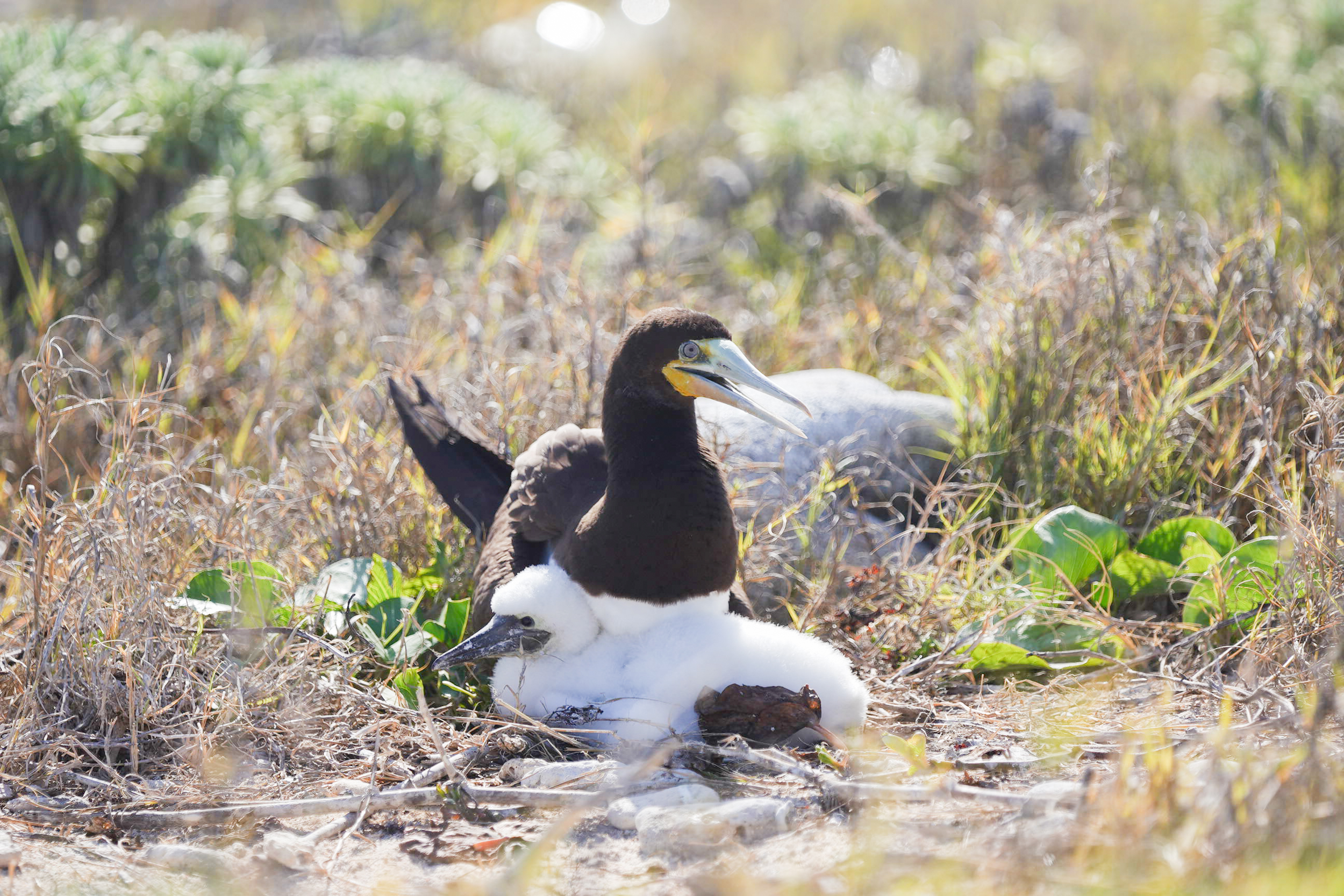  Oceanfront Large Land Parcel - 物件實景