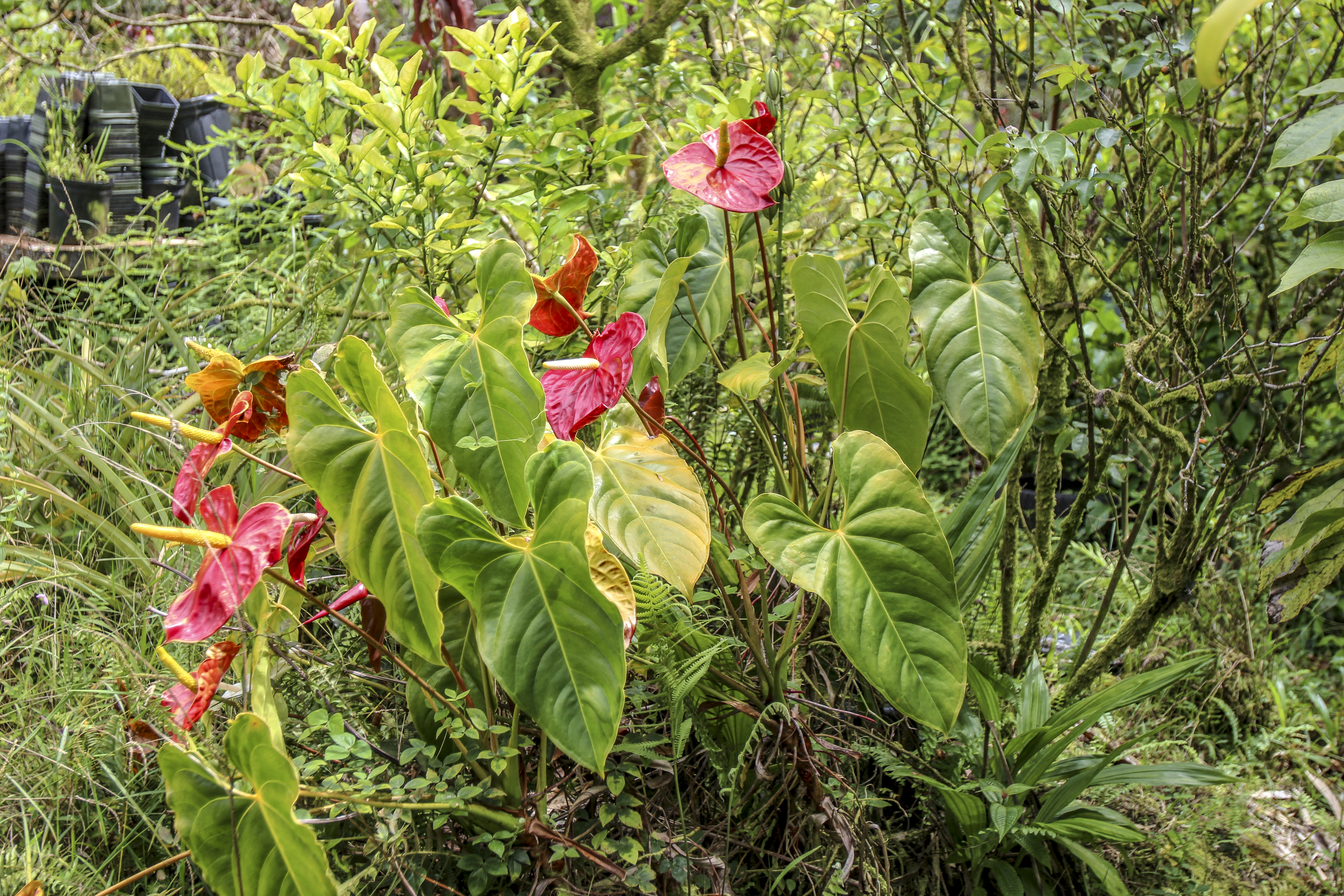  16-1517 Poouli Rd, Kurtistown, HI, 96760 - 物件實景