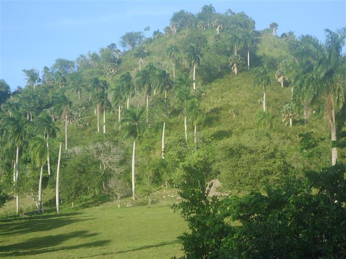 Sosua, DO, ,Land,For Sale,1907568