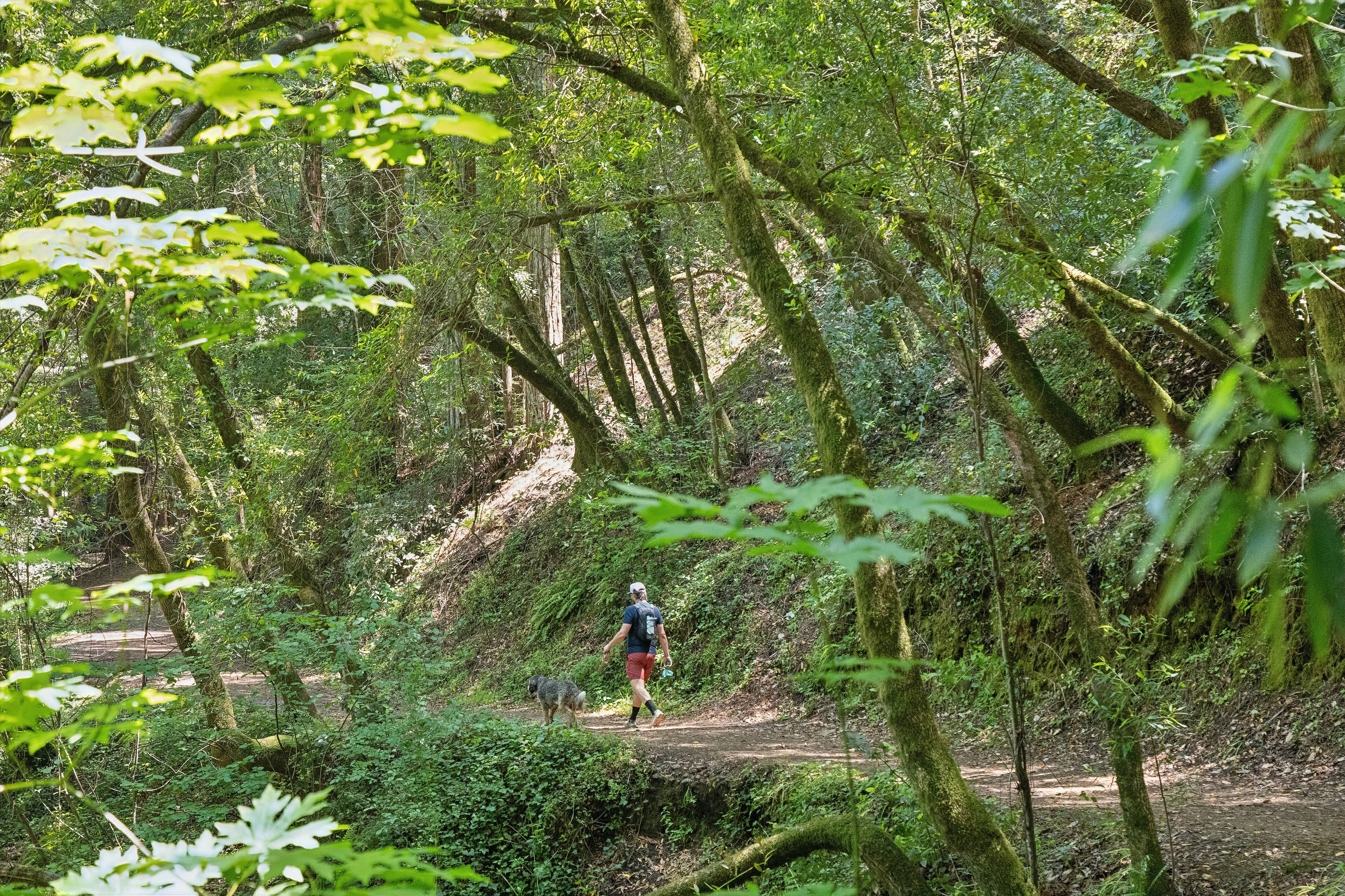  Magical Madrone Canyon Retreat - 物件實景