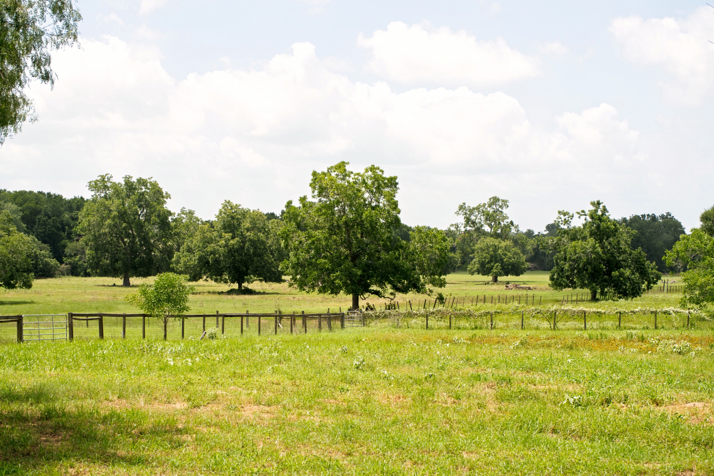  76.77 Acres, Colorado County, Weimer, TX 78962 - 物件實景