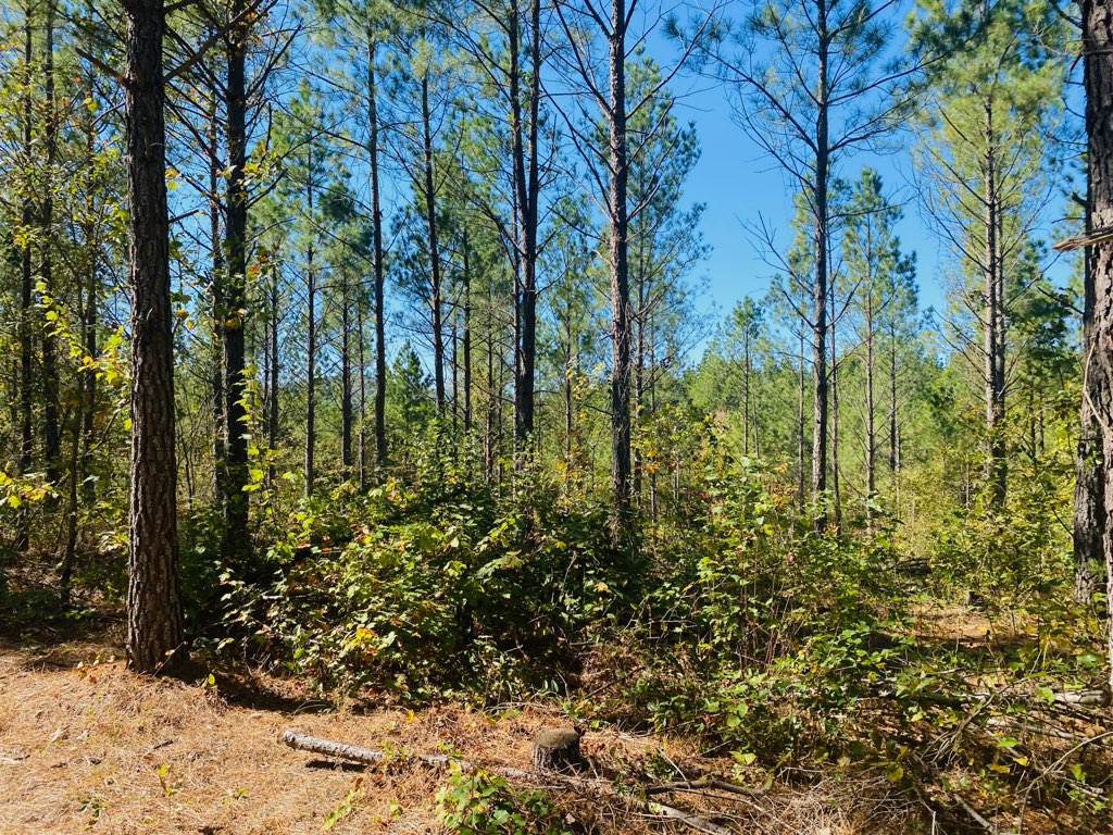 Mena, Arkansas, 71953, United States, ,Land,For Sale,1973758