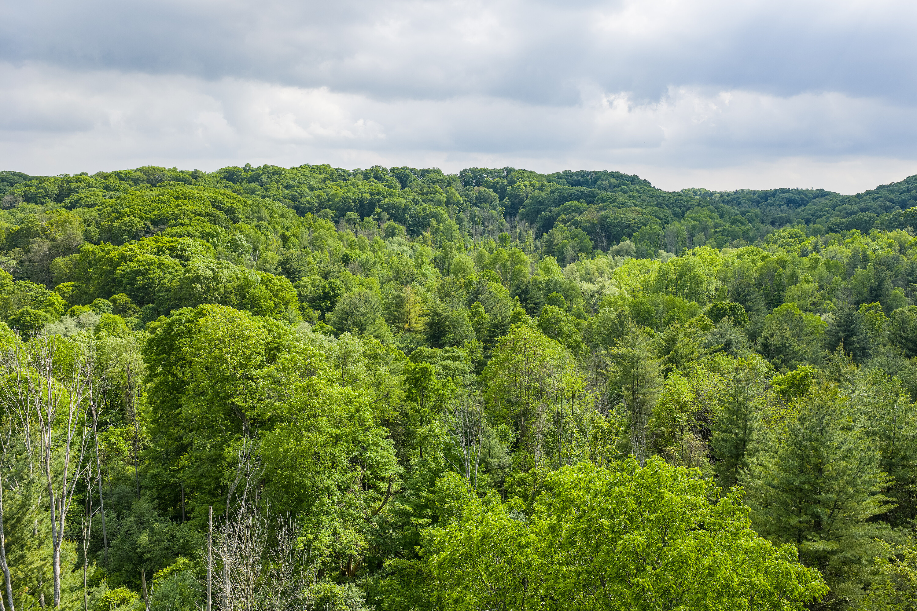  Hamilton, Greater Toronto Area - 物件實景
