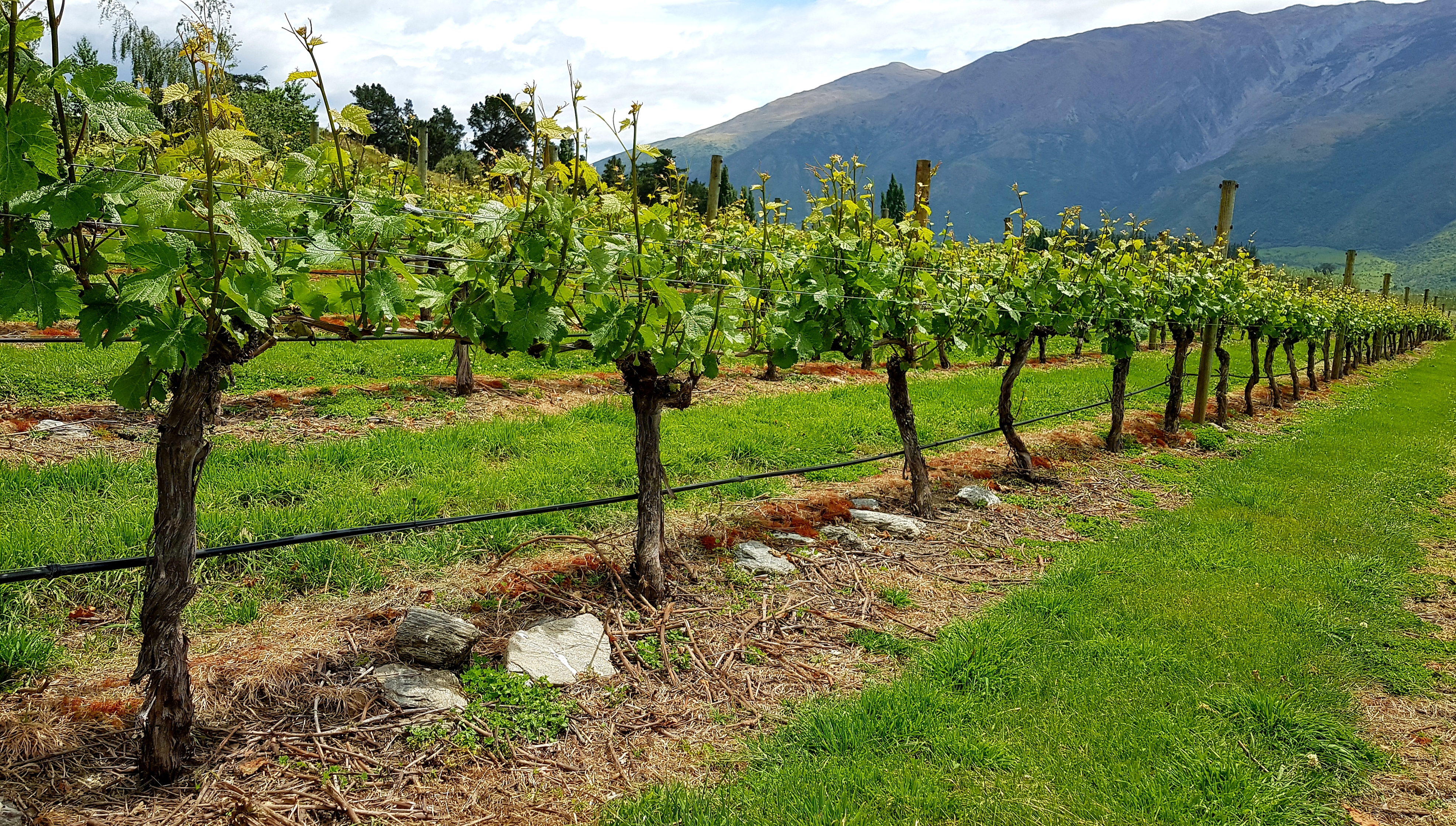  Award Winning Vineyard - 物件實景