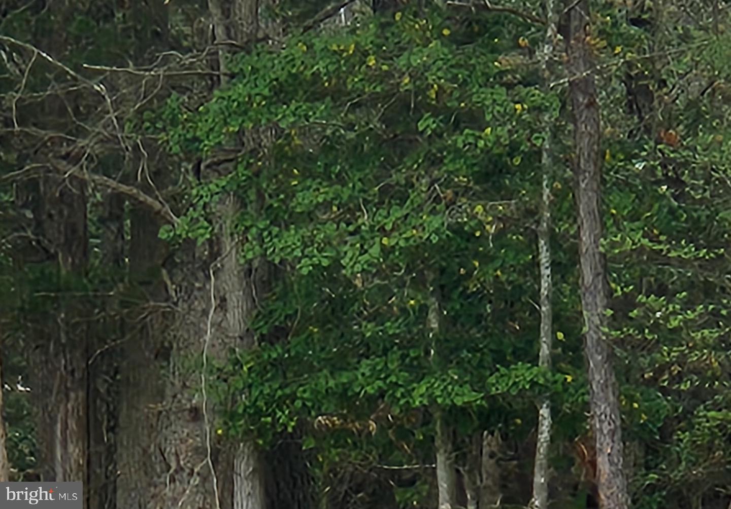 Moll Dyer Rd, Leonardtown, MD 20650