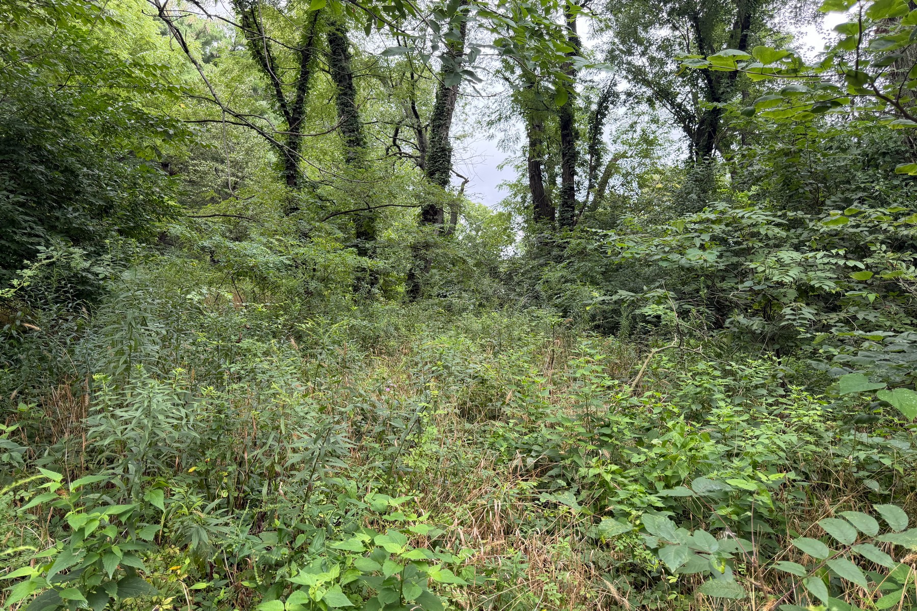  Beautiful Wooded .88 Acre Lot Ready for Your Vision - 物件實景