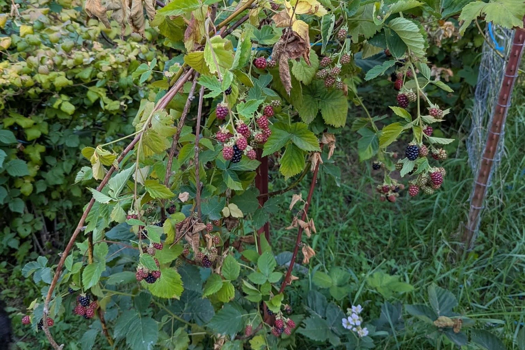  Charming Country Home on 10 Acres - 物件實景