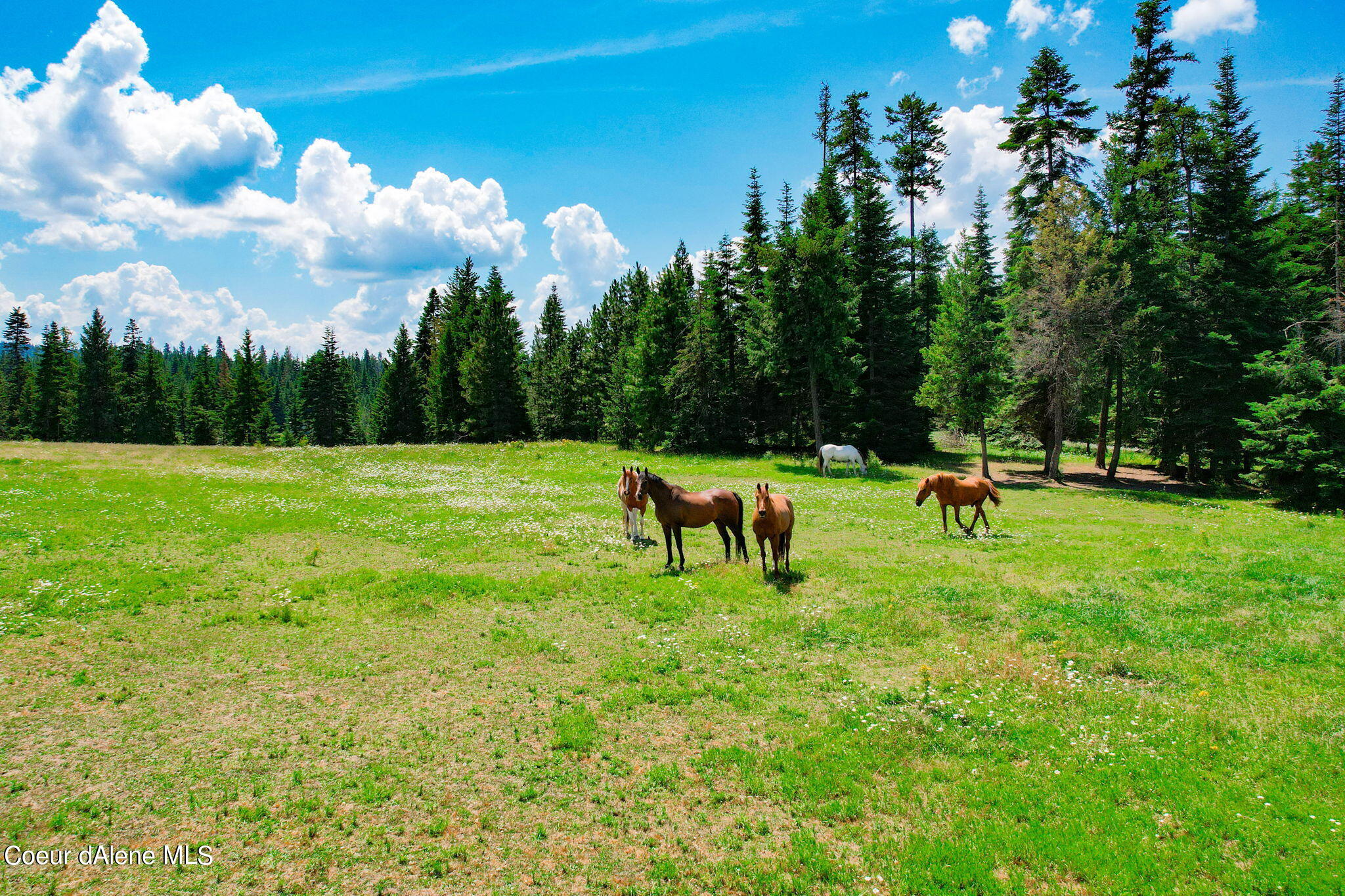 Harrison, Idaho, 83833, United States, 1 Bedroom Bedrooms, ,1 BathroomBathrooms,Residential,For Sale,1998732