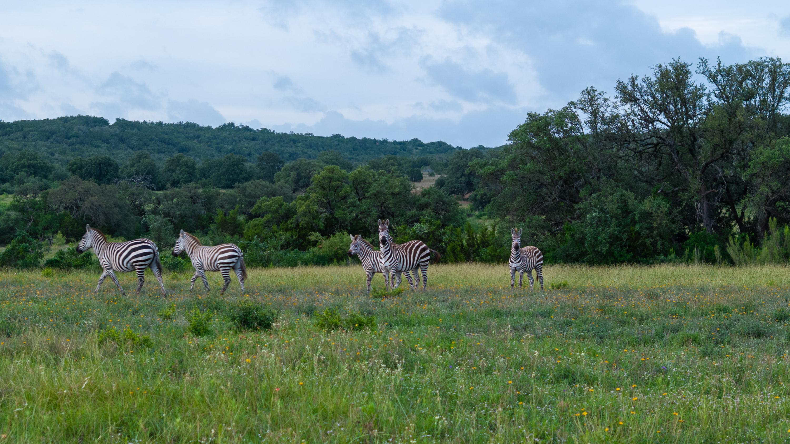  Otra Vez Ranch - Heart of the Hill Country - 物件實景