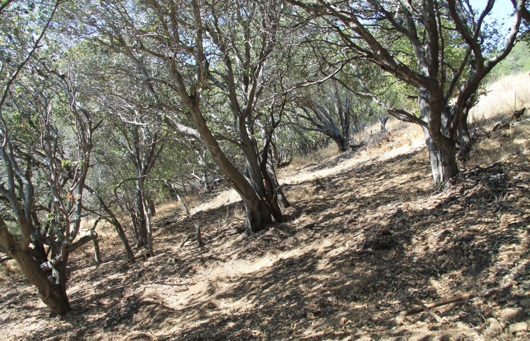 Two-Acre Indian Valley Lot - 物件實景