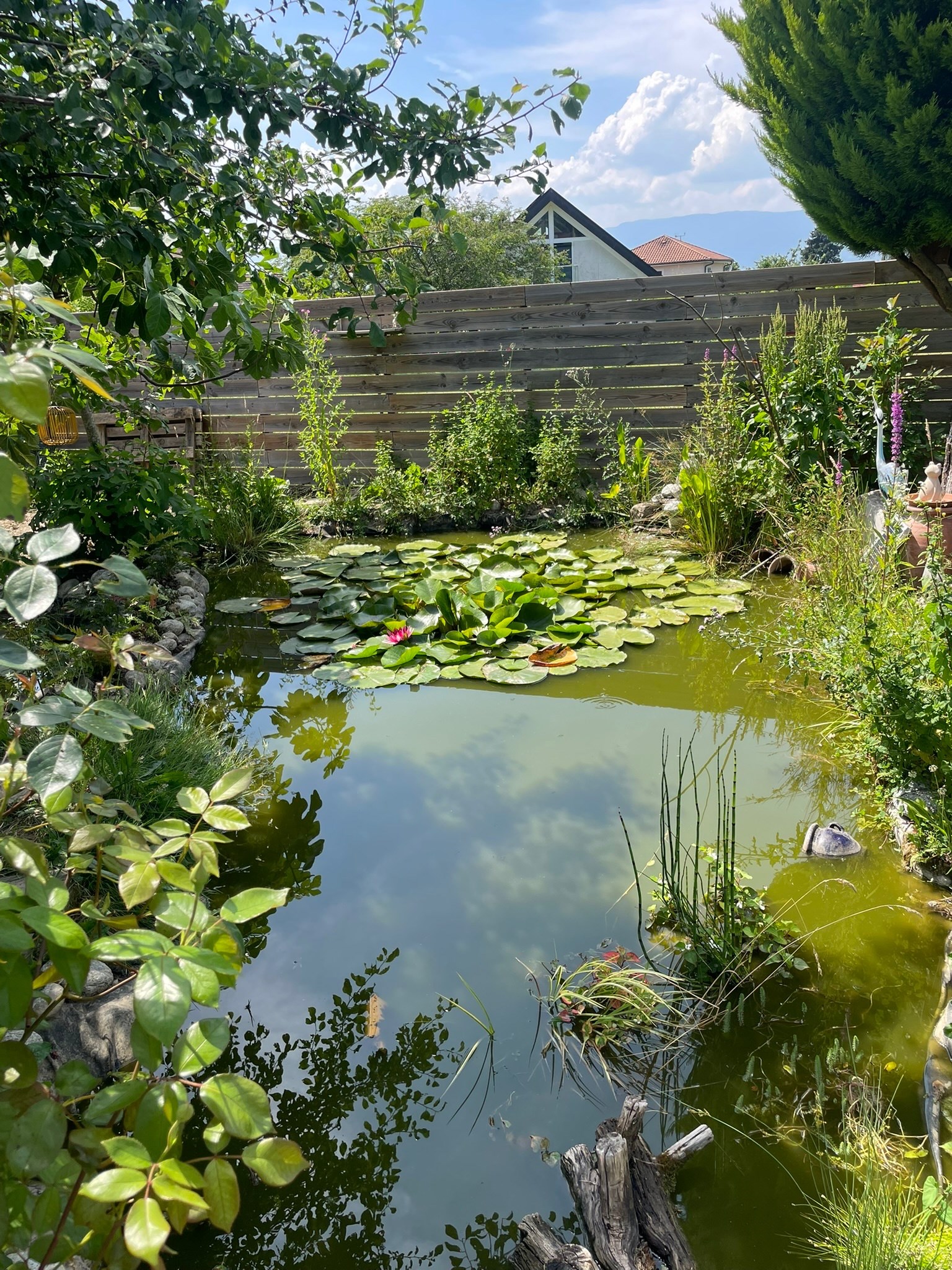  Contemporary timber architecture, light and transparency - 物件實景