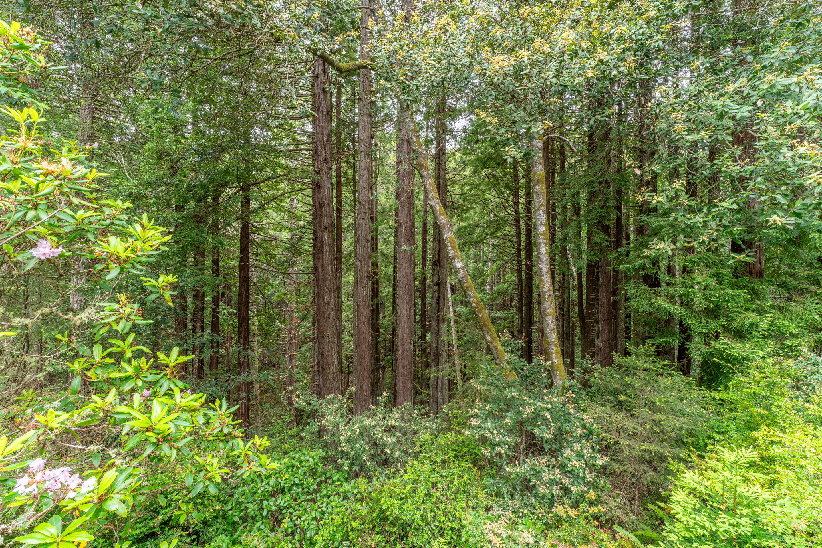  Forest Sanctuary Near Mendocino - 物件實景