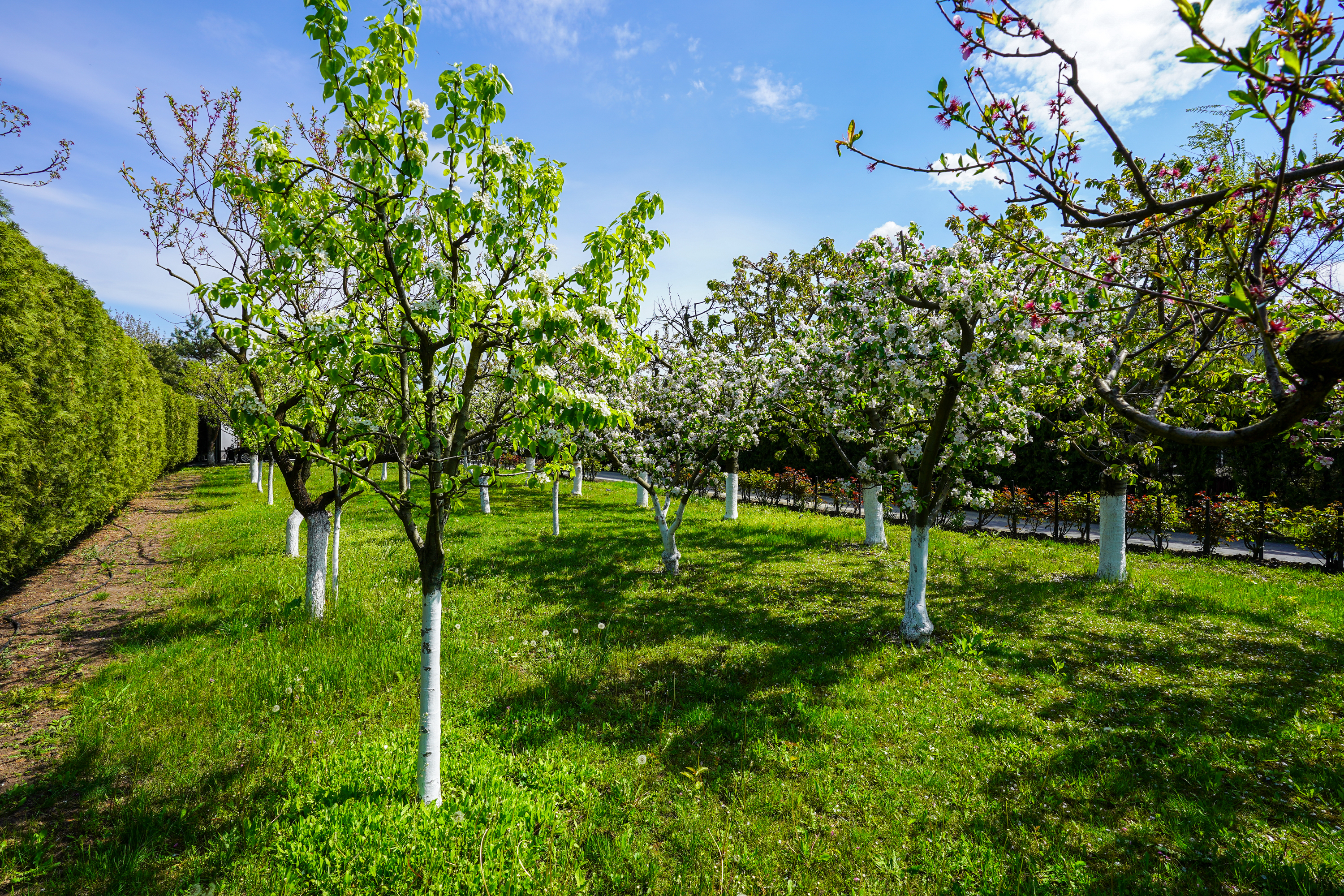  Luxury Villa in a Prime Educational Hub, Pipera - 物件實景
