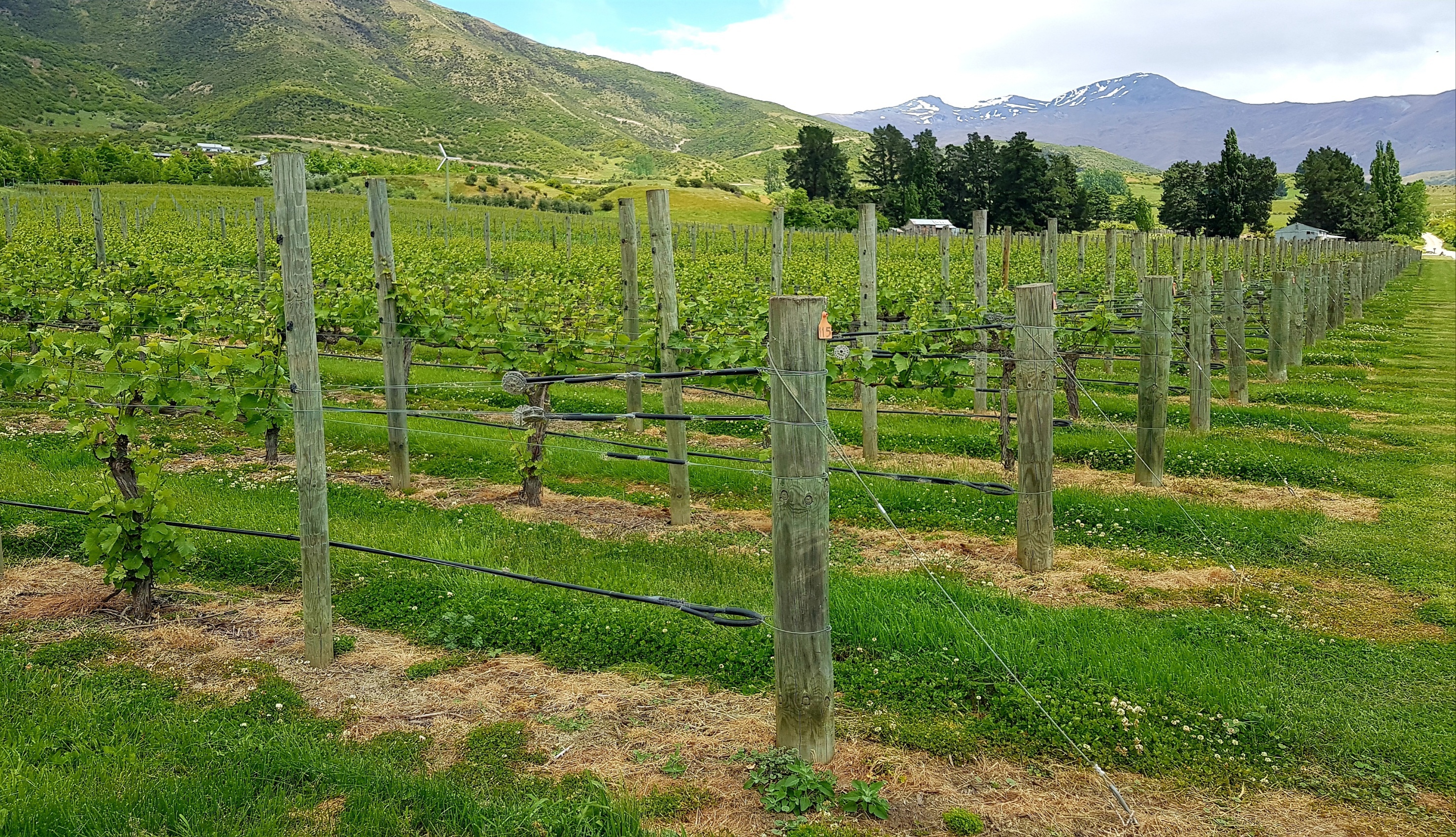  Award Winning Vineyard - 物件實景