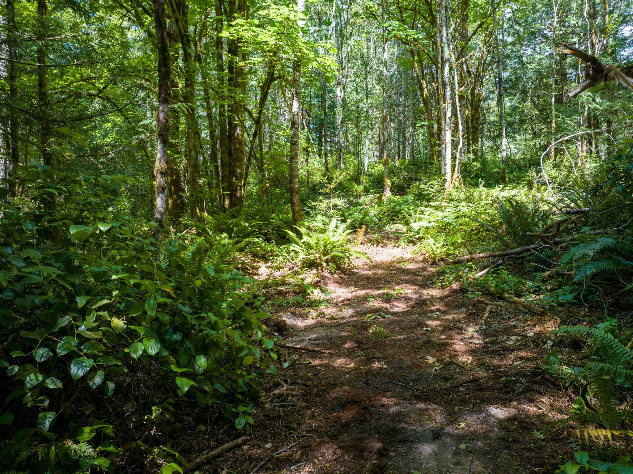  Lot B Bucsit Lane Northeast, Bainbridge Island, WA 98110 - 物件實景