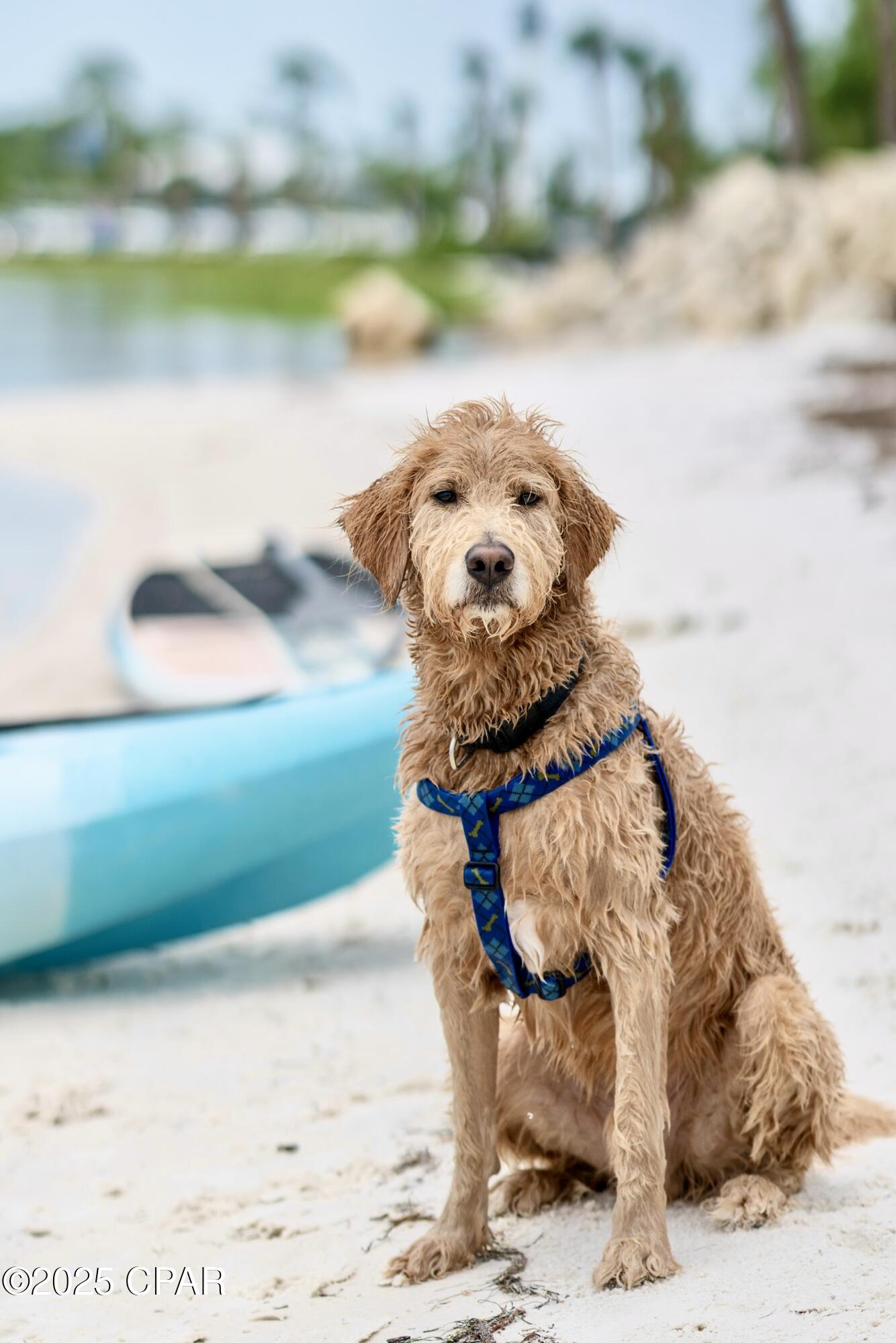 Port St Joe, Florida, 32456, United States, ,Land,For Sale,2000957