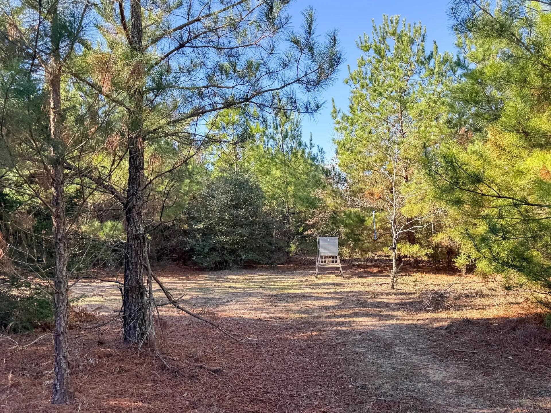 Linden, Texas, 75563, United States, ,Land,For Sale,2005293