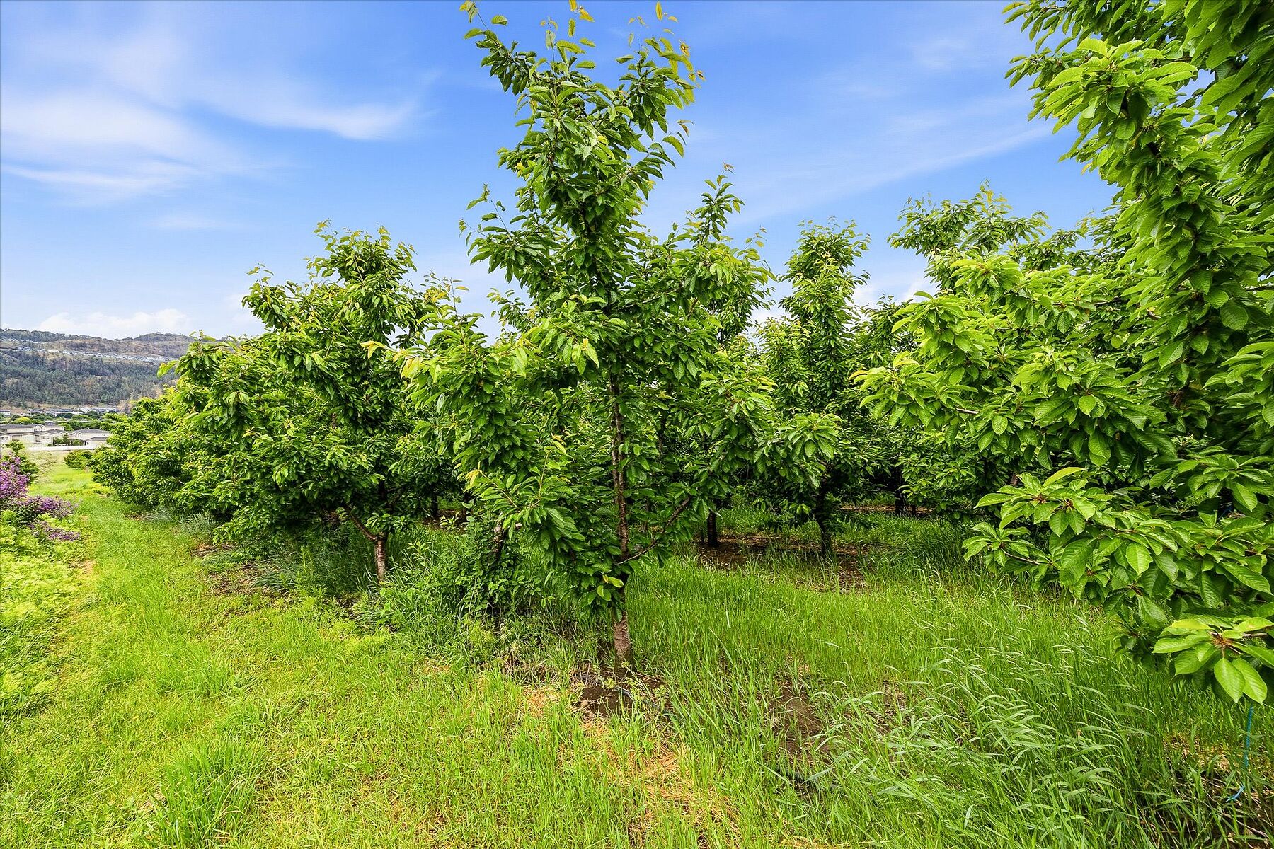  Glenmore Farm Acreage - 物件實景
