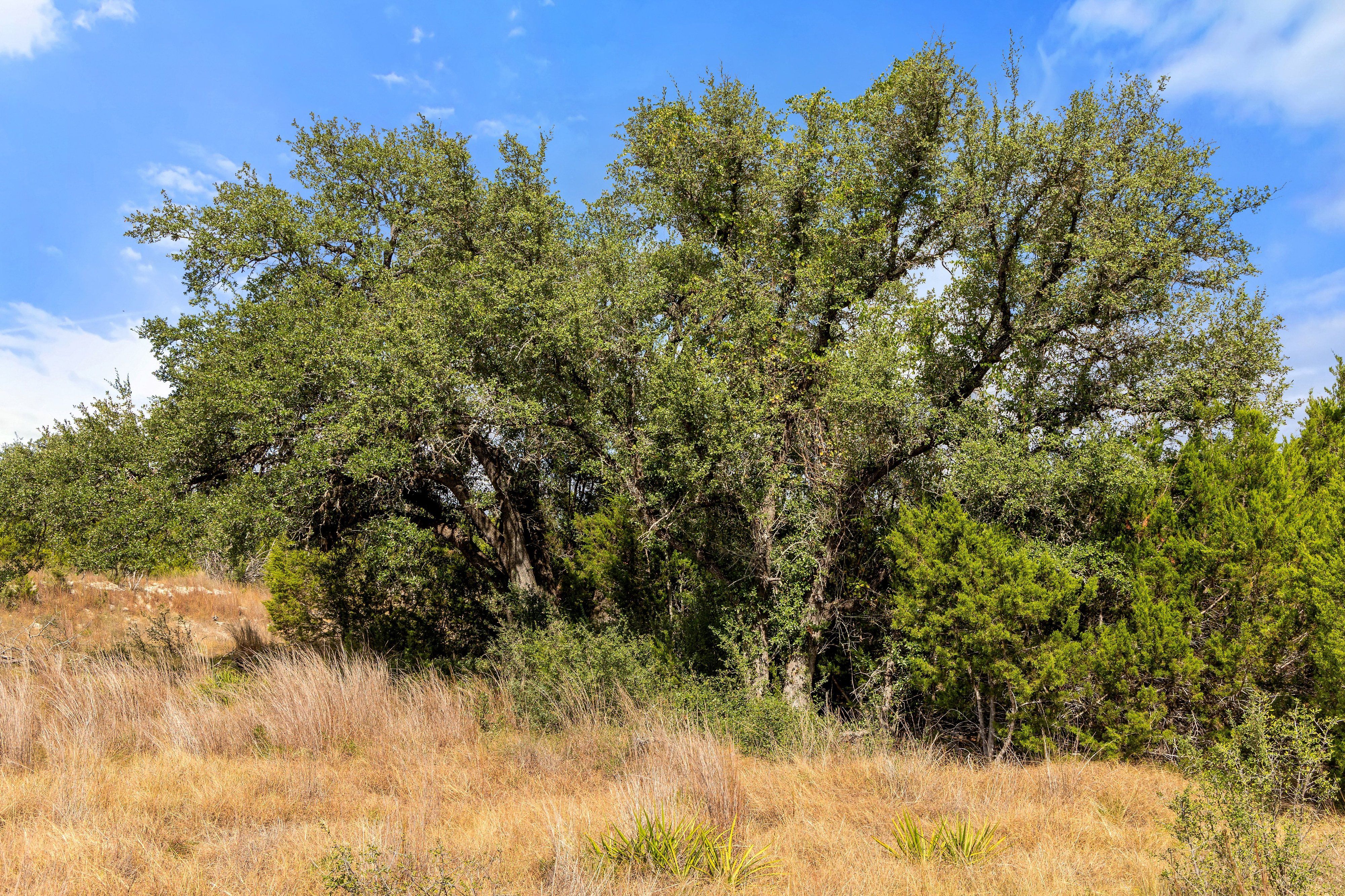  136 Legacy Hills Drive - Stunning 5 acre lot in a luxury gated community - 物件實景