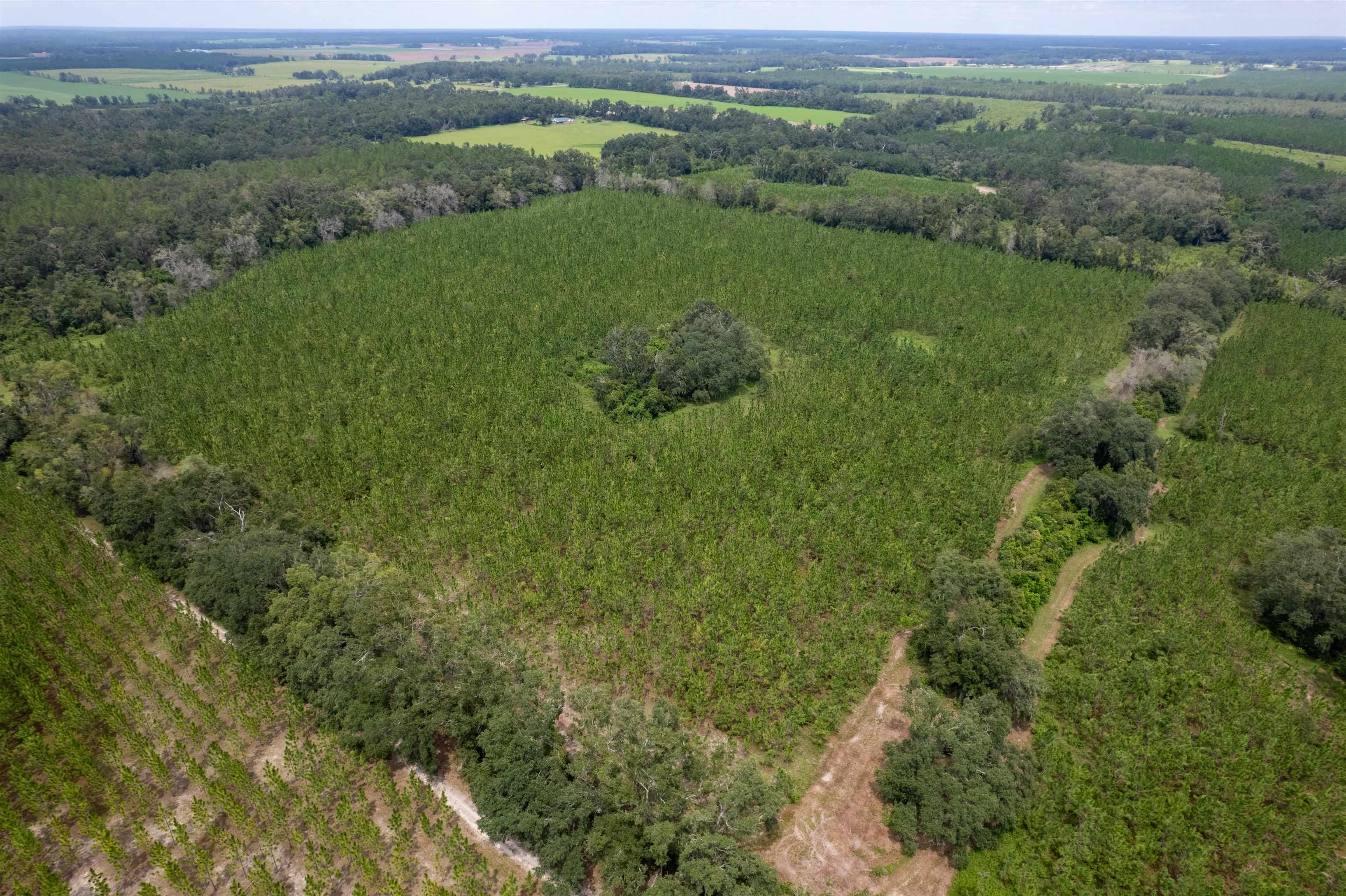 xxx Ne Geranium Street, Madison, Florida, 32340, United States, ,Land,For Sale,xxx Ne Geranium Street,1671968