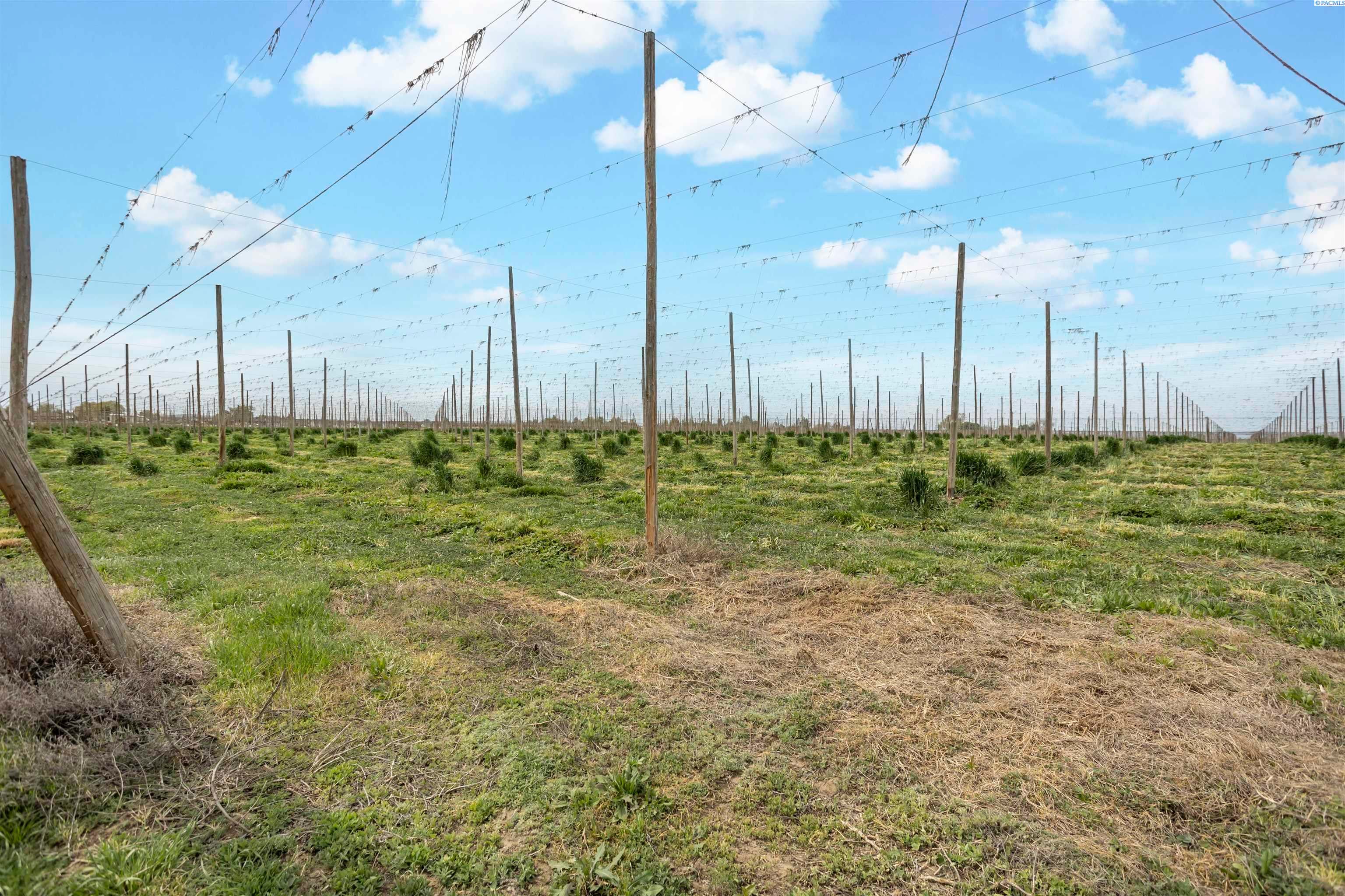 Grandview, Washington, 98930, United States, ,Land,For Sale,1976550