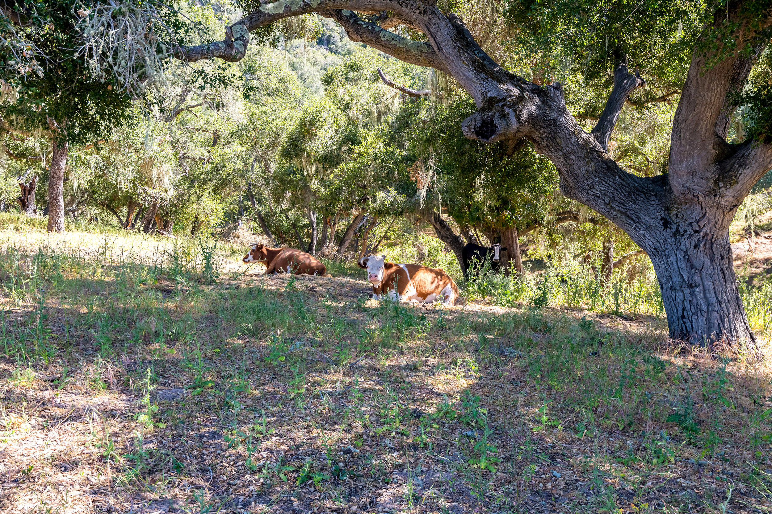 Santa Ynez, California, 93460, United States, 3 Bedrooms Bedrooms, ,6 BathroomsBathrooms,Residential,For Sale,1709883