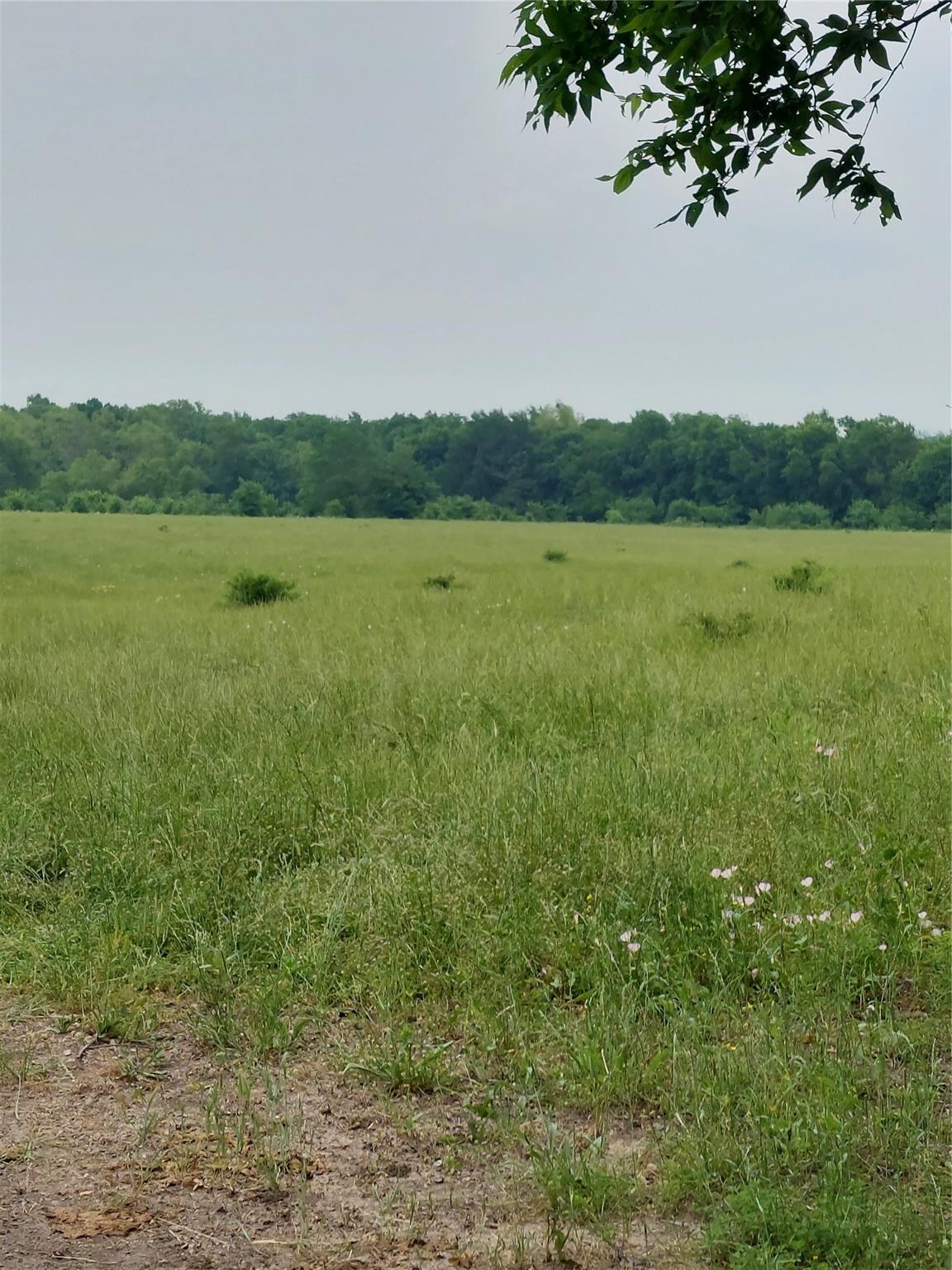 Commerce, Texas, 75428, United States, ,Land,For Sale,1980085