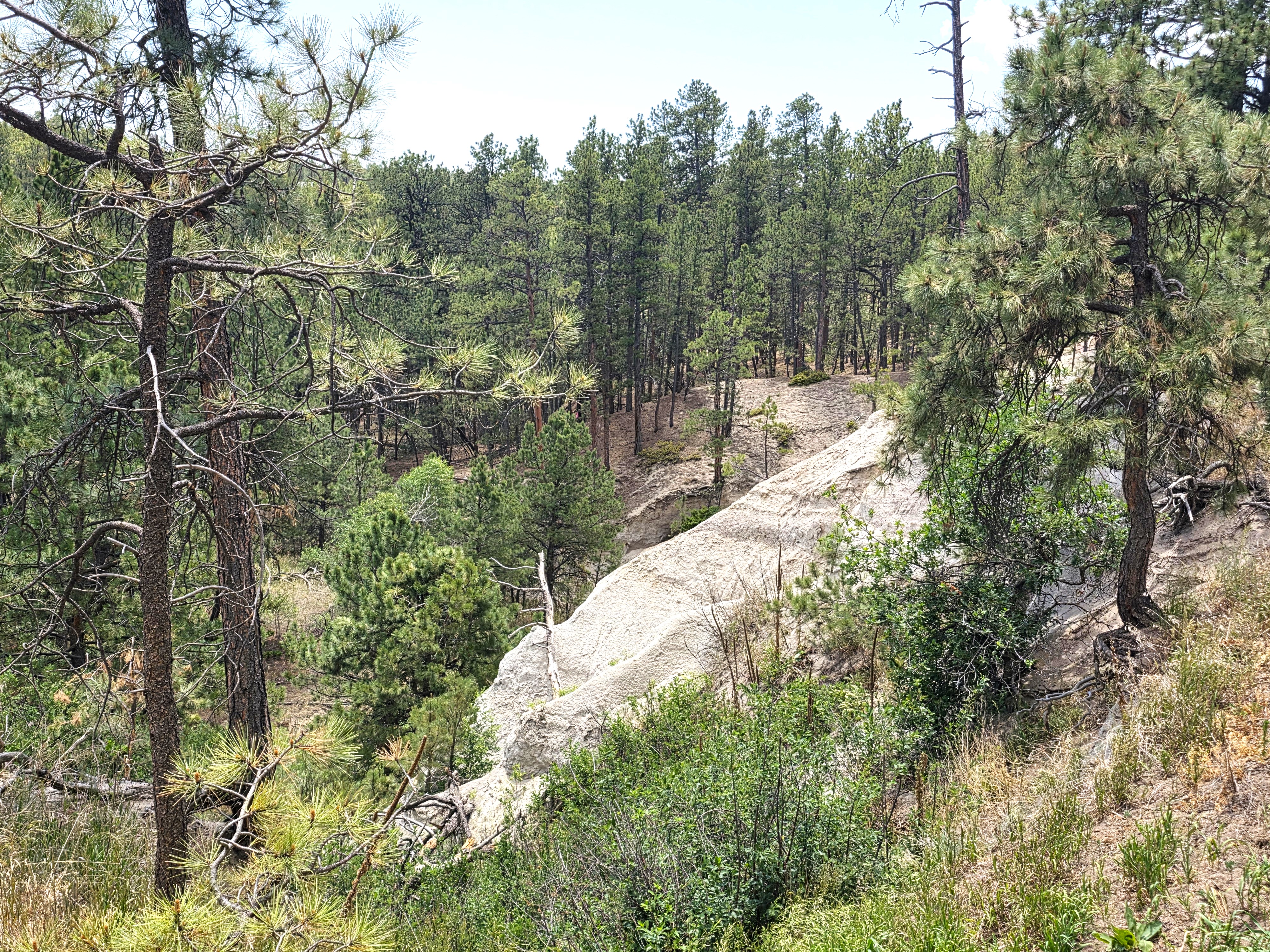  Extremely desirable southwest Black Forest location on stunning 5 wooded acres - 物件實景
