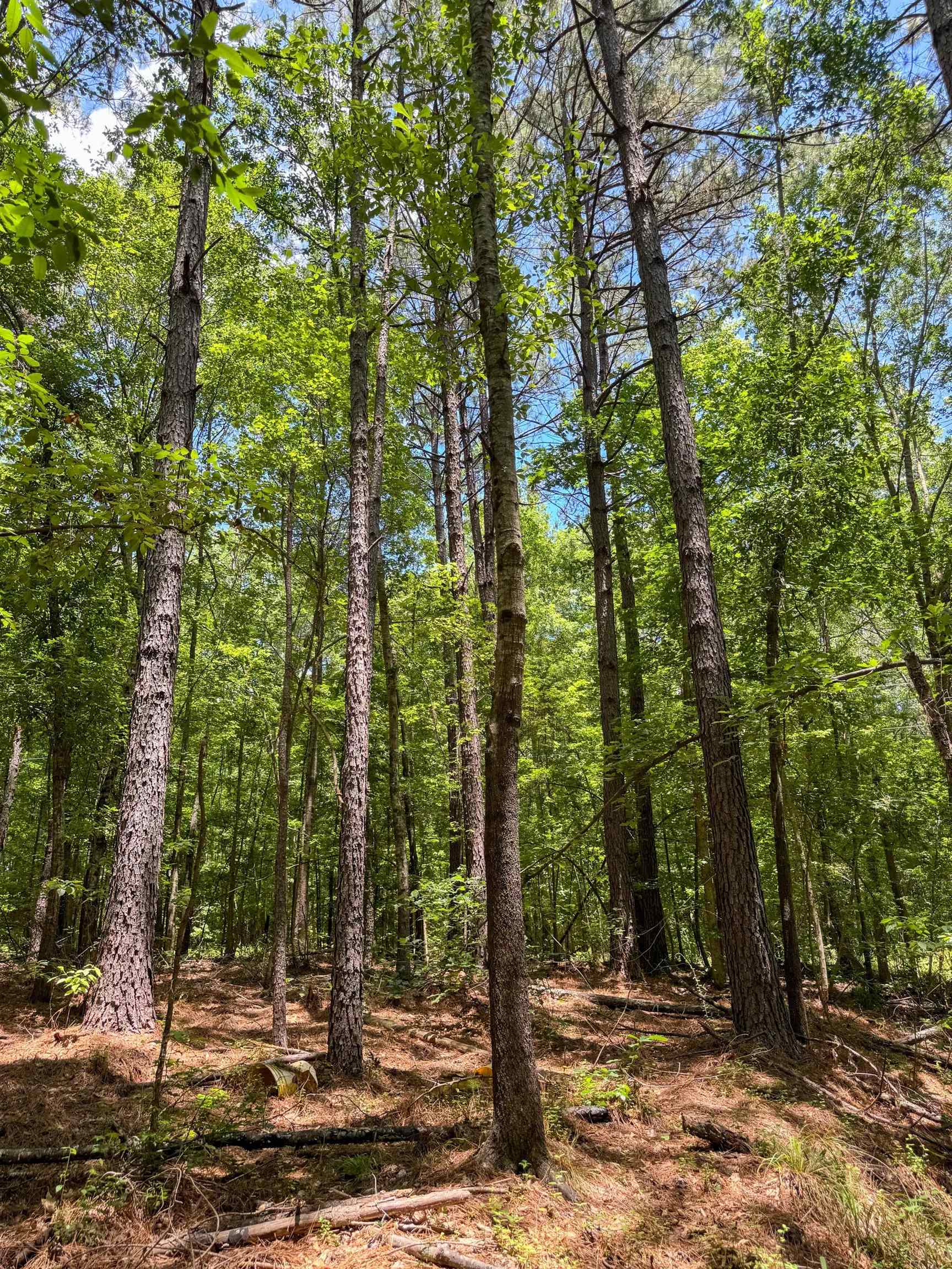 Douglassville, Texas, 75560, United States, ,Land,For Sale,2048006