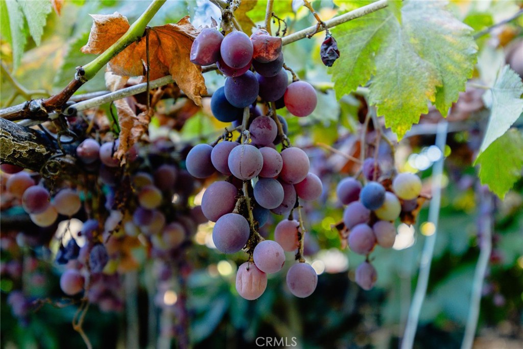 Rosemead, California, 91770, United States, 5 Bedrooms Bedrooms, ,4 BathroomsBathrooms,Residential,For Sale,2008833