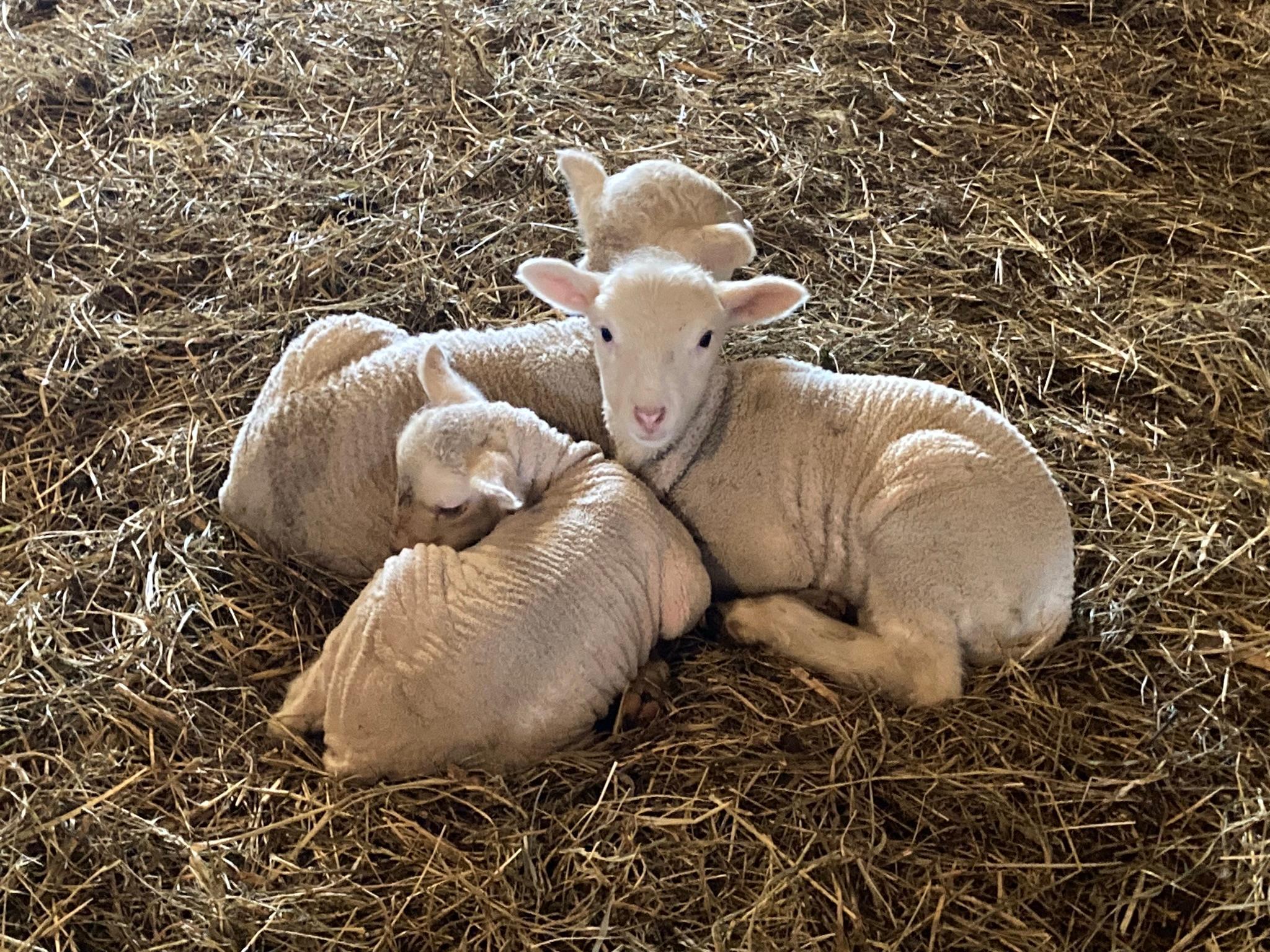 Winona, Minnesota, 55987, United States, 5 Bedrooms Bedrooms, ,2 BathroomsBathrooms,Residential,For Sale,2005788