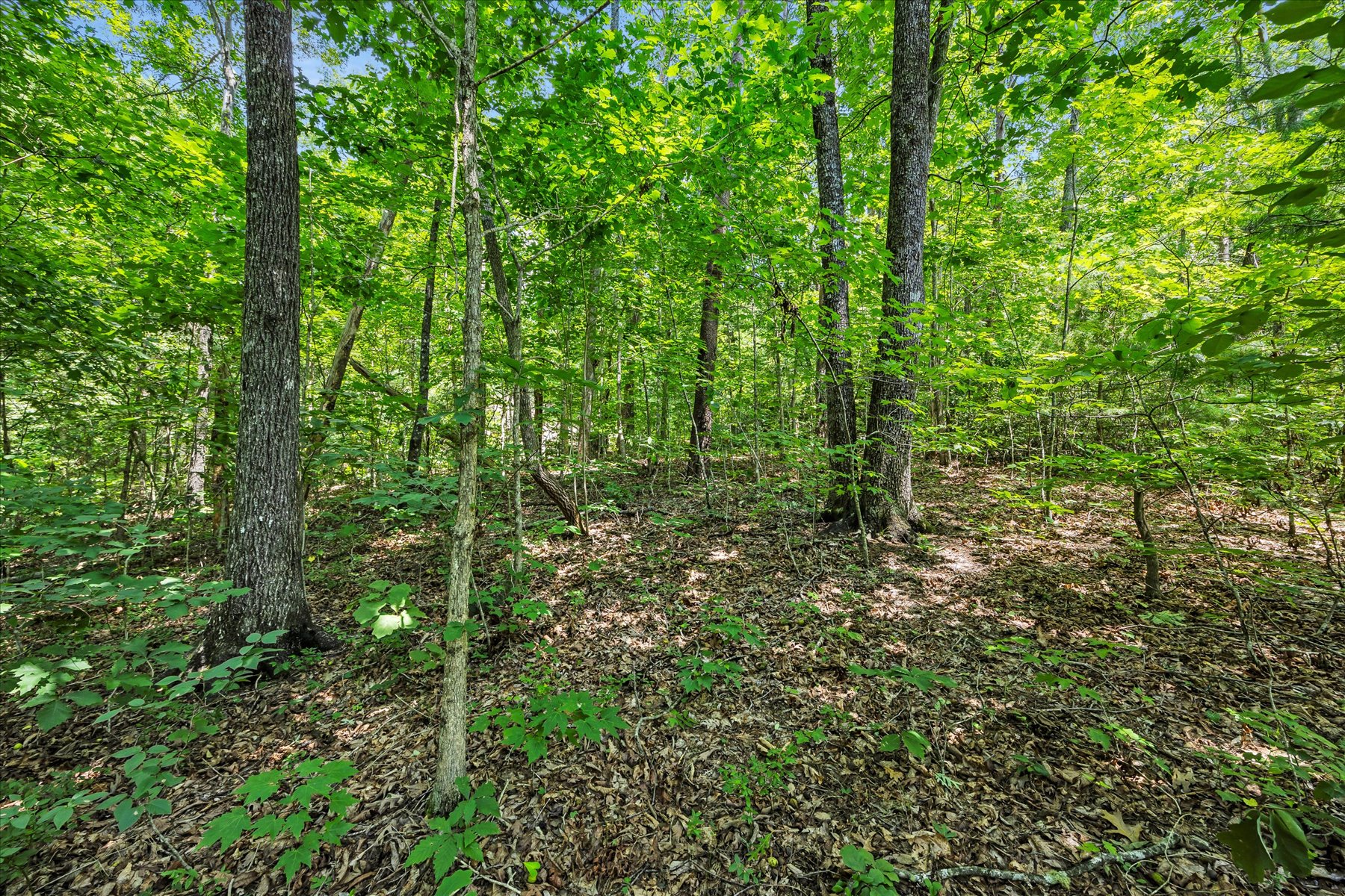  14 Alsace Way, Travelers Rest, SC 29690 - 物件實景