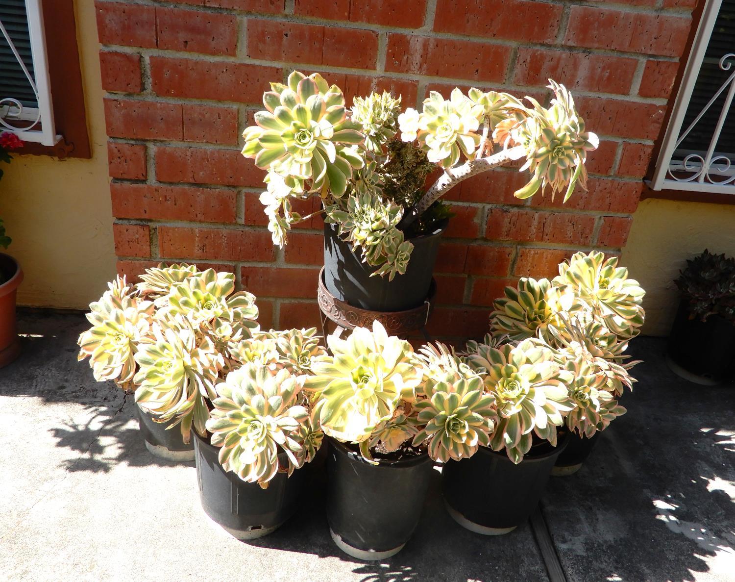 San Jose, California, 95116, United States, 4 Bedrooms Bedrooms, ,3 BathroomsBathrooms,Residential,For Sale,2038368