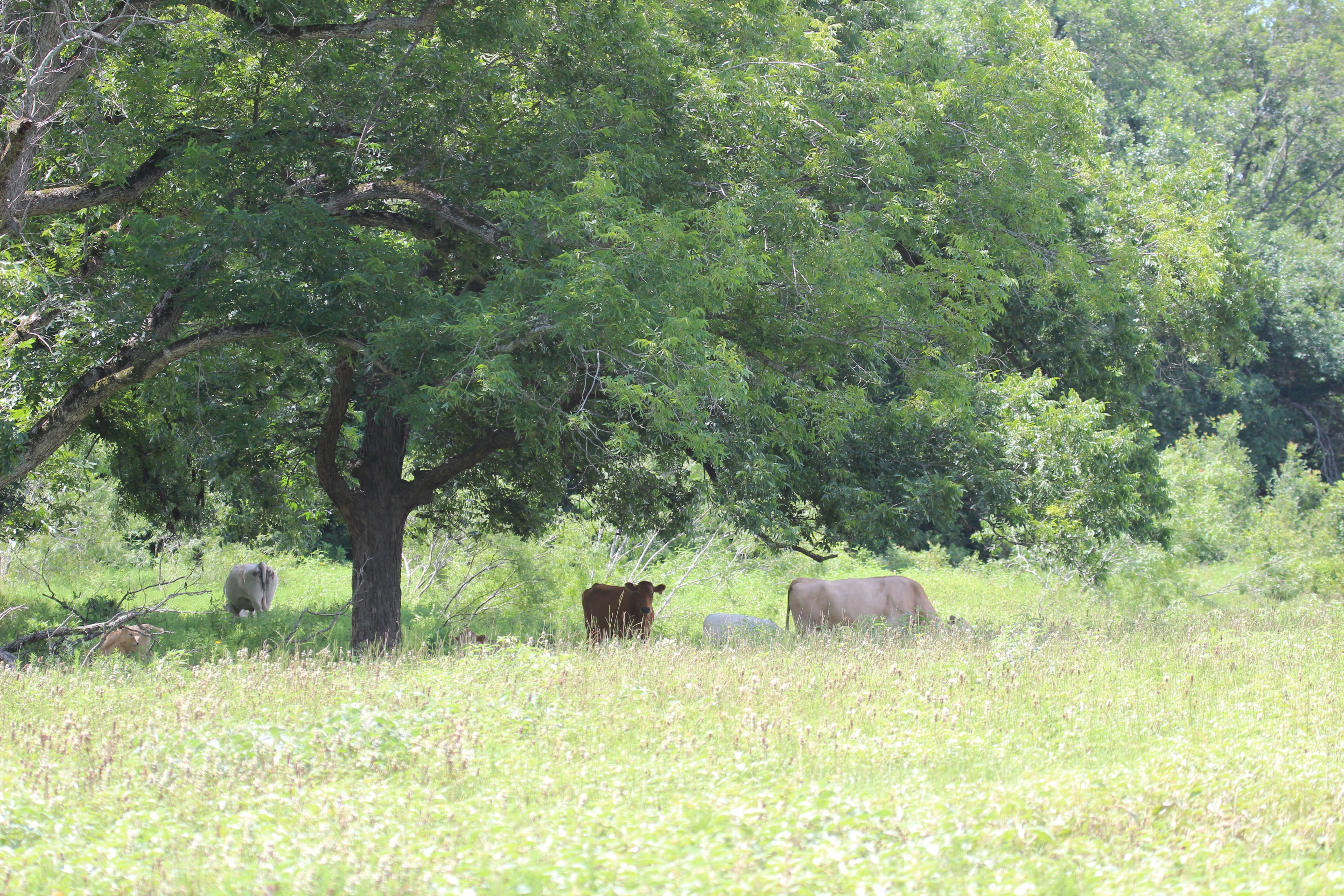  Buck Branch Ranch - 物件實景