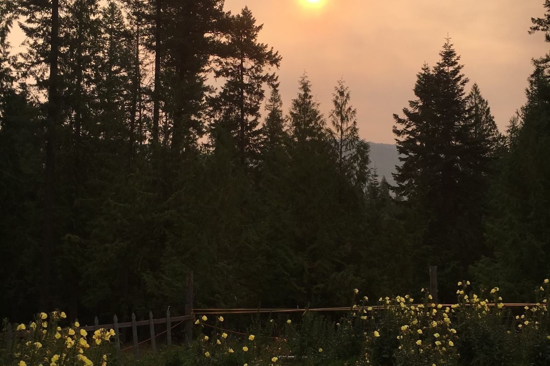  Tree Farm & Home on 6+ Acres - 物件實景